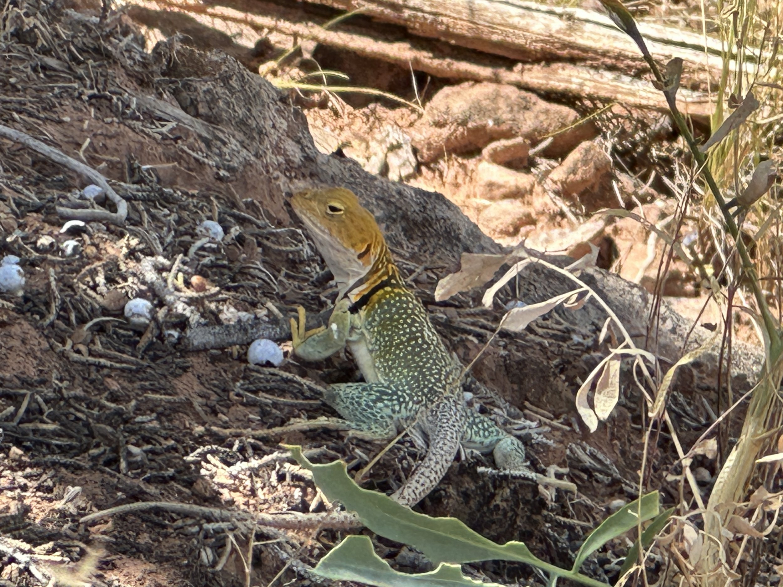 Cute lizard among juniper berries on Catch em up