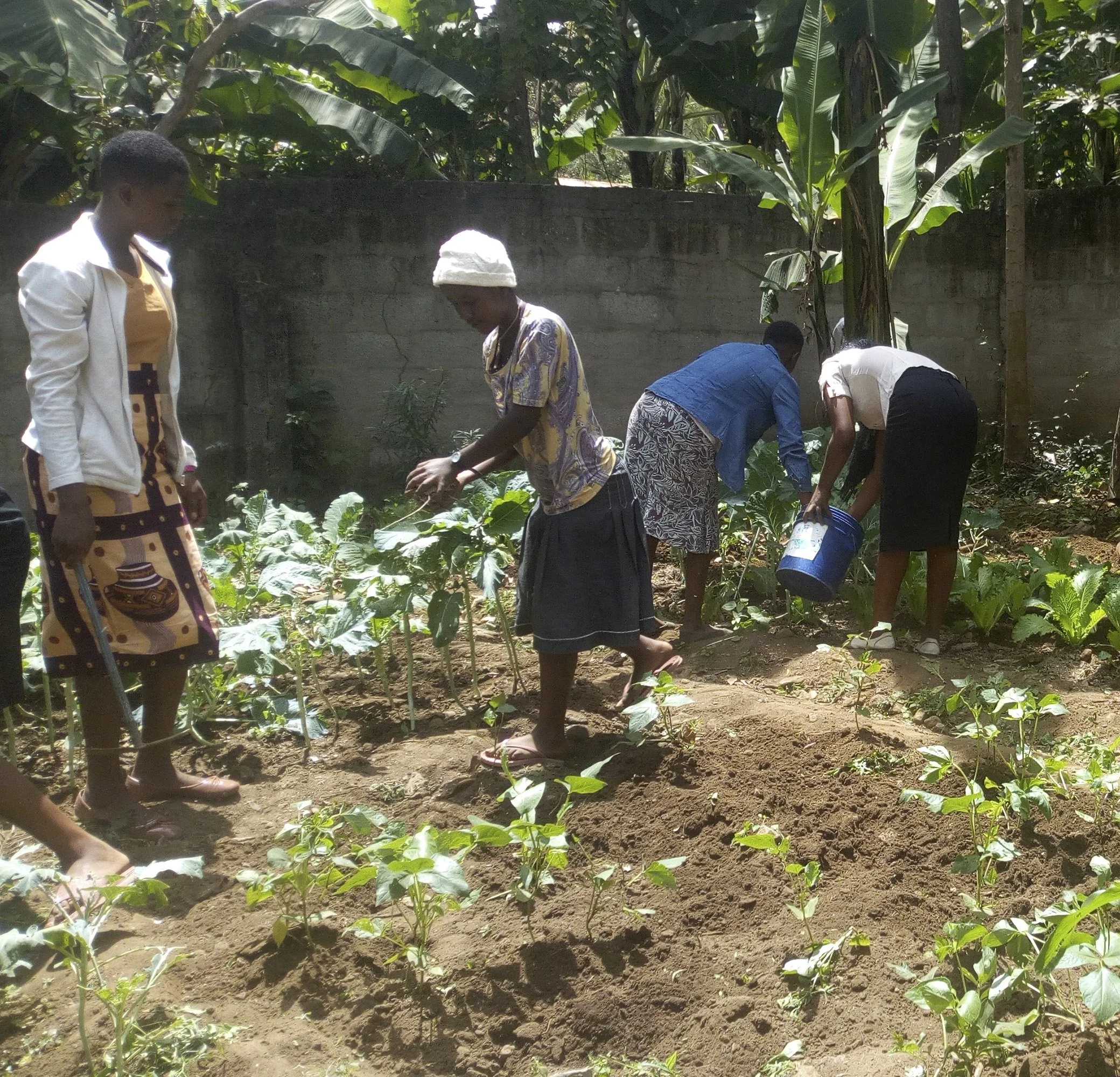 vegetable_garden.jpg