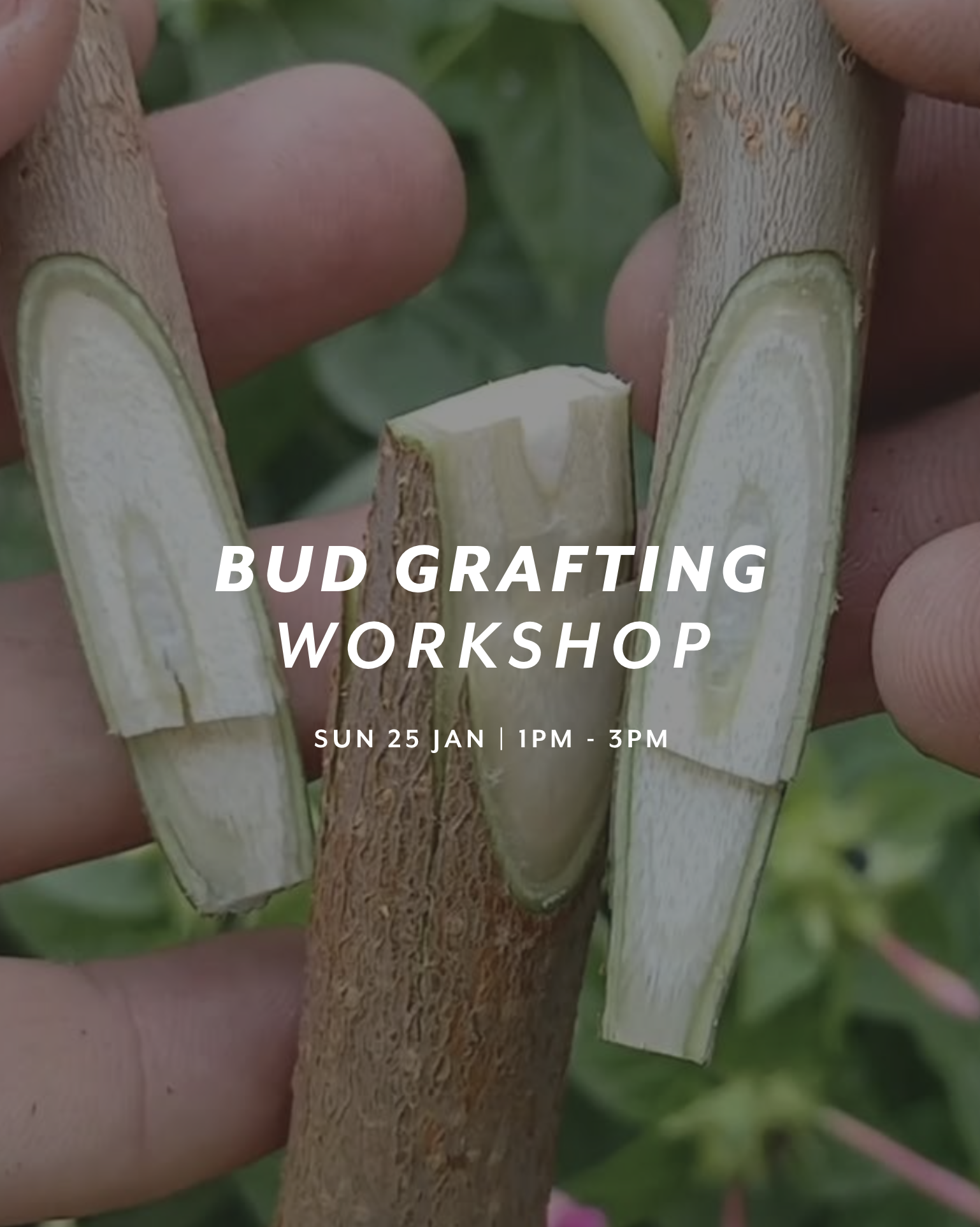 Bud Grafting Workshop — Sun 25th January | 1:00PM - 3:00PM