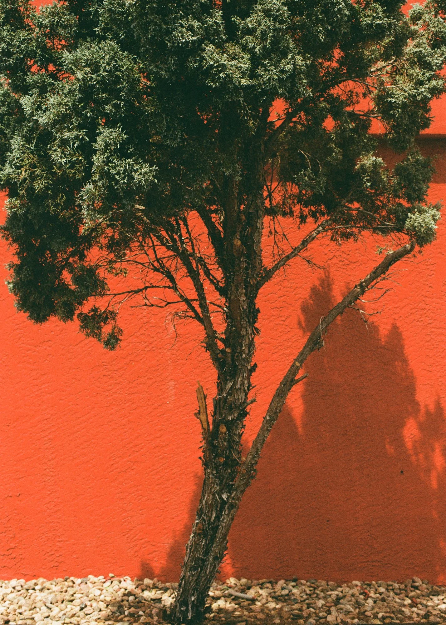 green-tree-over-red-wall.jpg