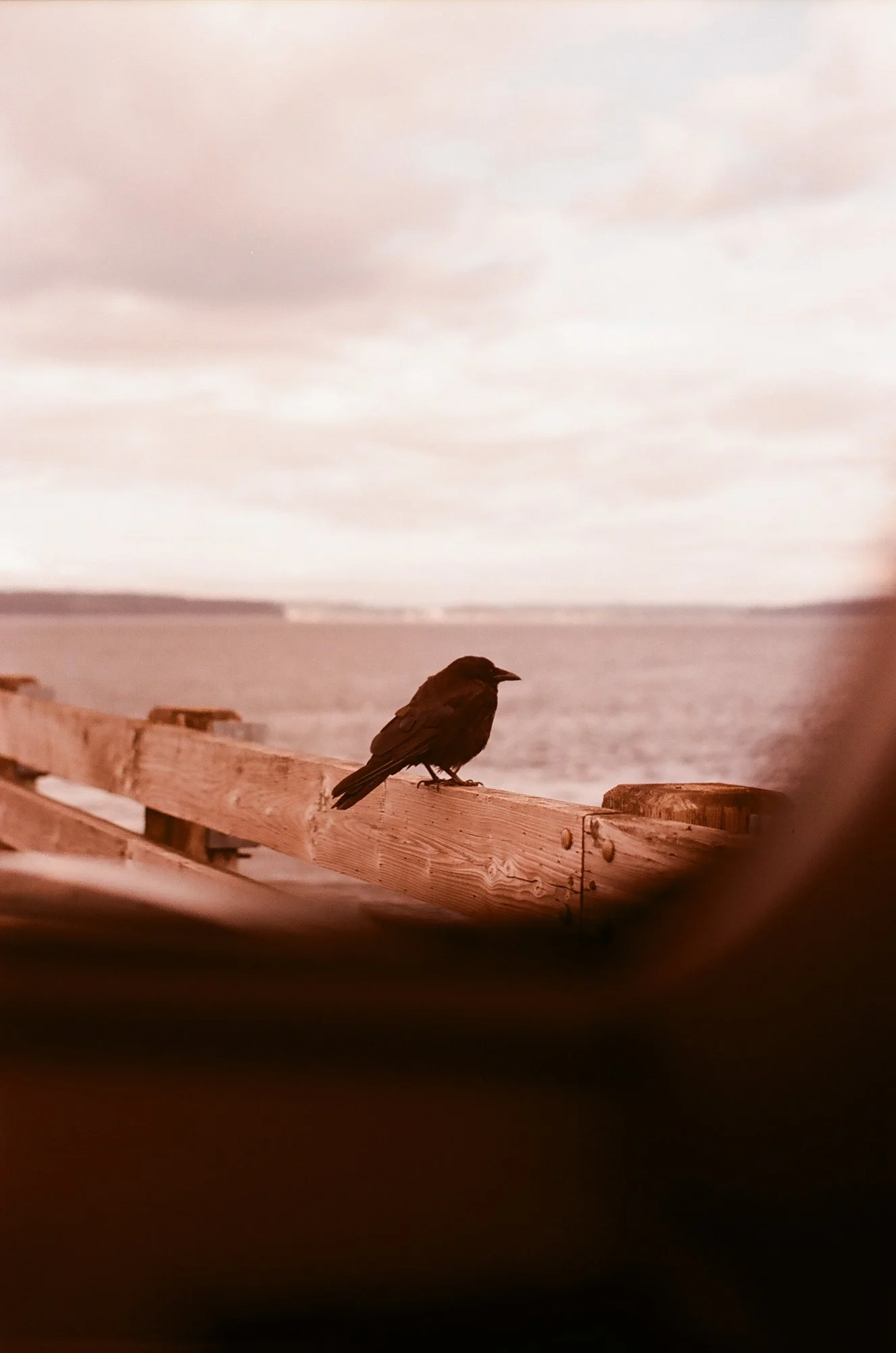 crow-on-post-from-window.jpg