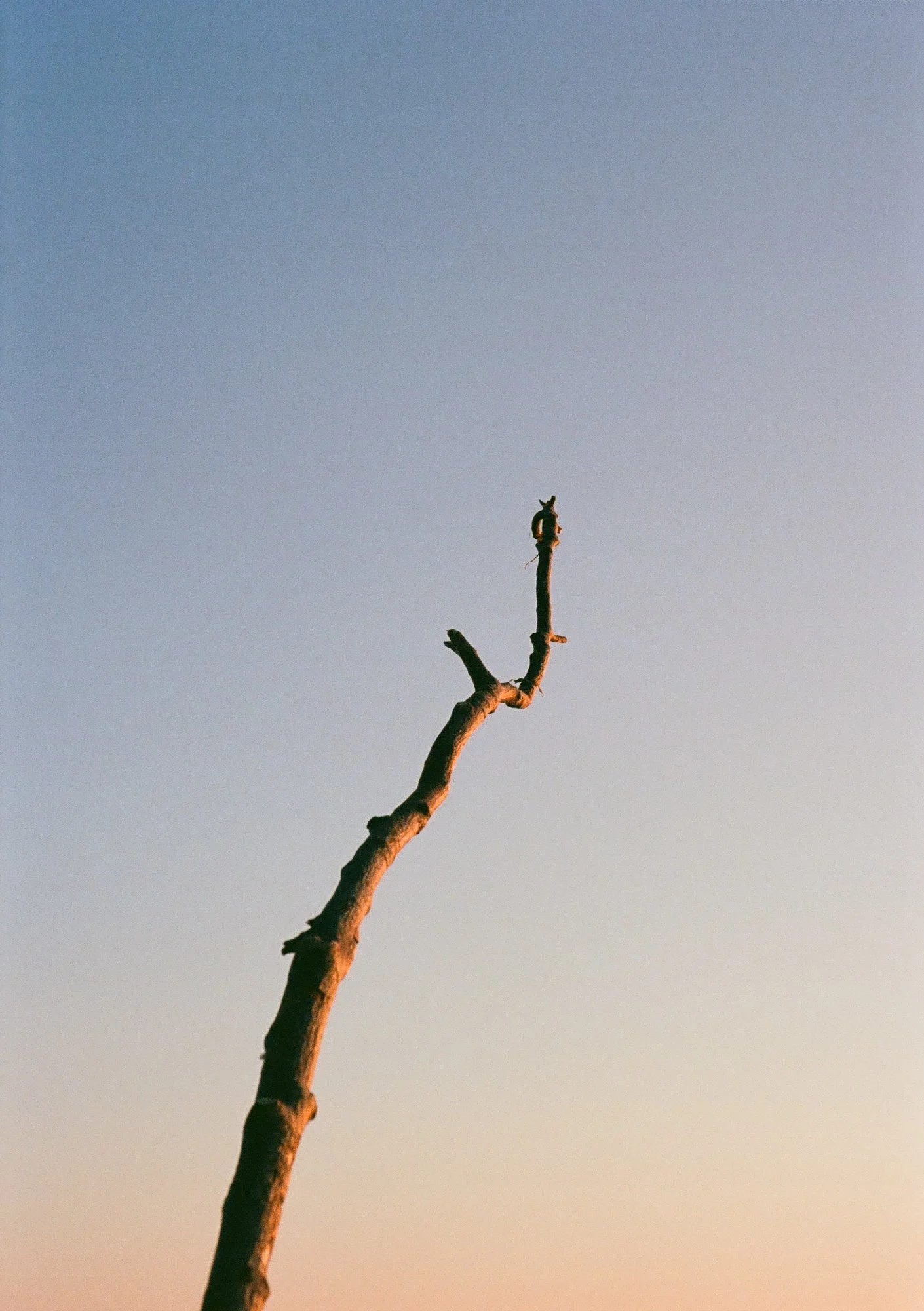 single-branch-over-sky.jpg