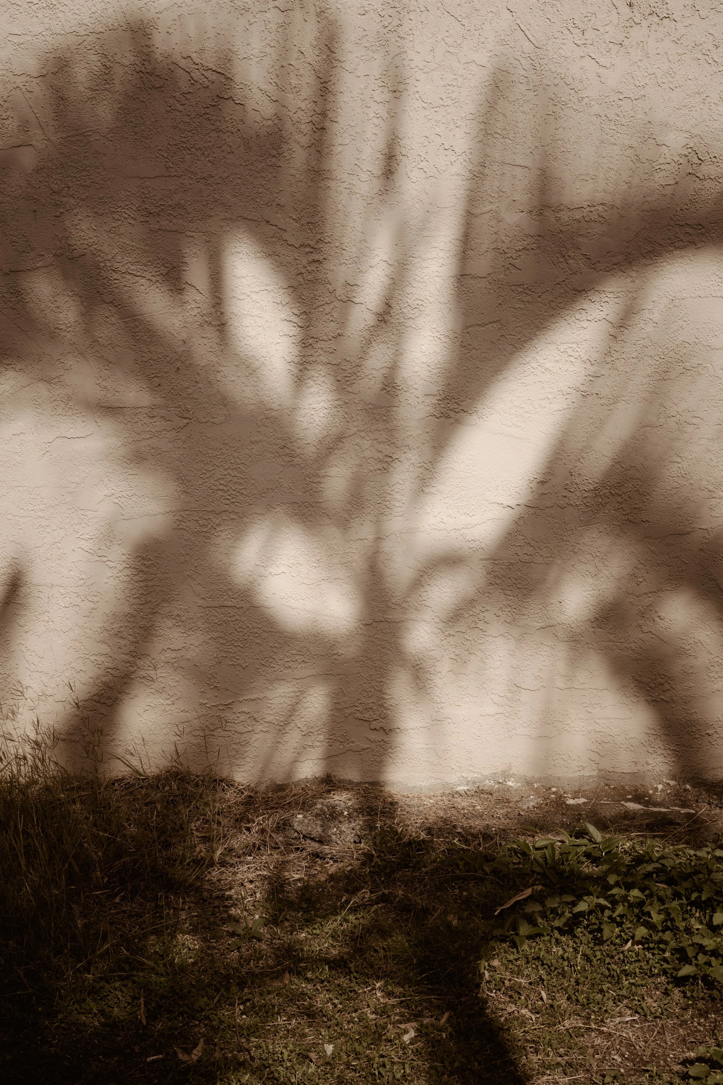 Sunlight casting a palm tree shadow onto a stucco wall.