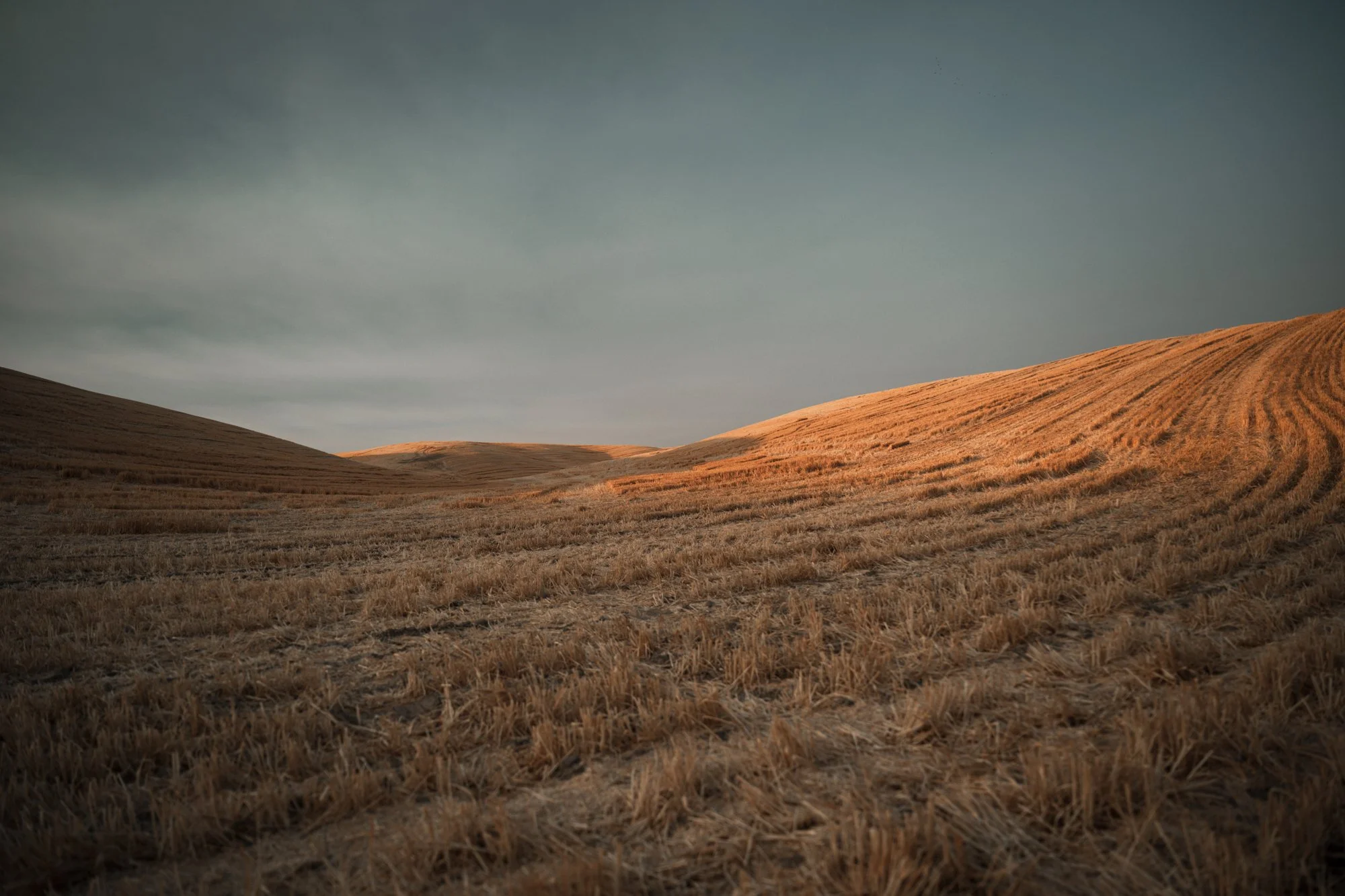 walla-walla-field.jpg