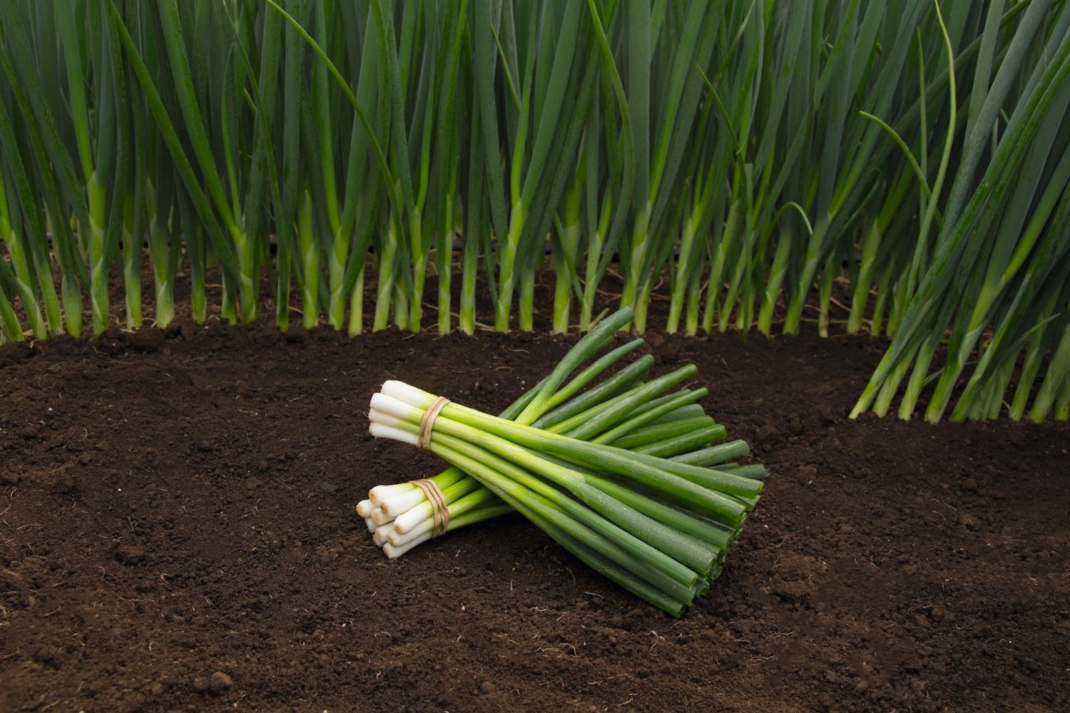Spring Onion Parade.jpg