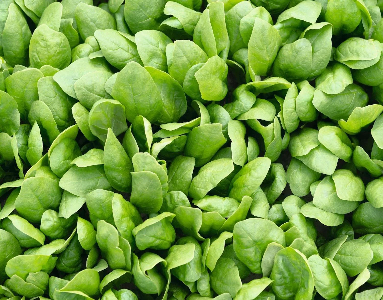 Spinach Renegade.jpg