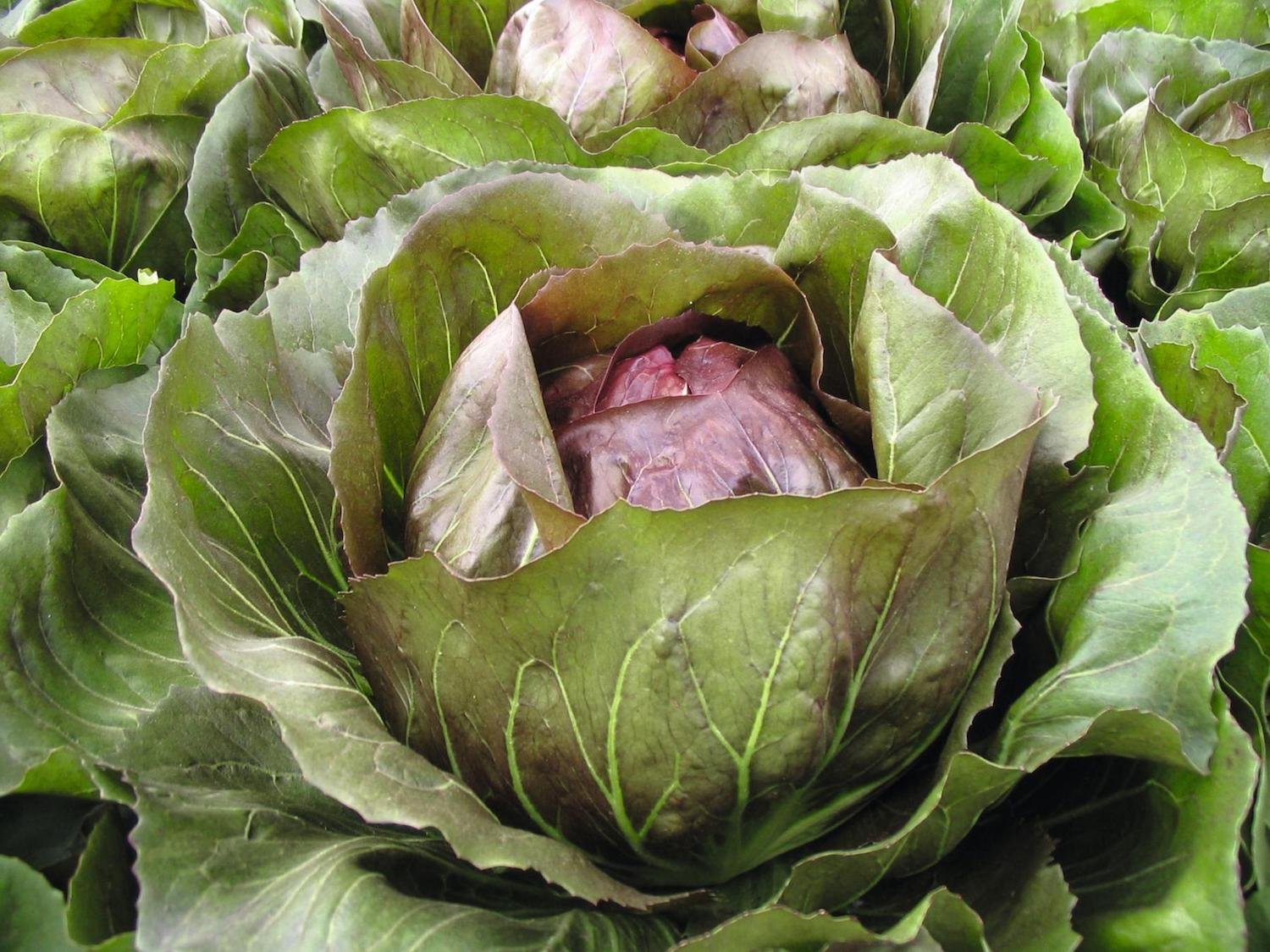 Radicchio Leonardo .jpg