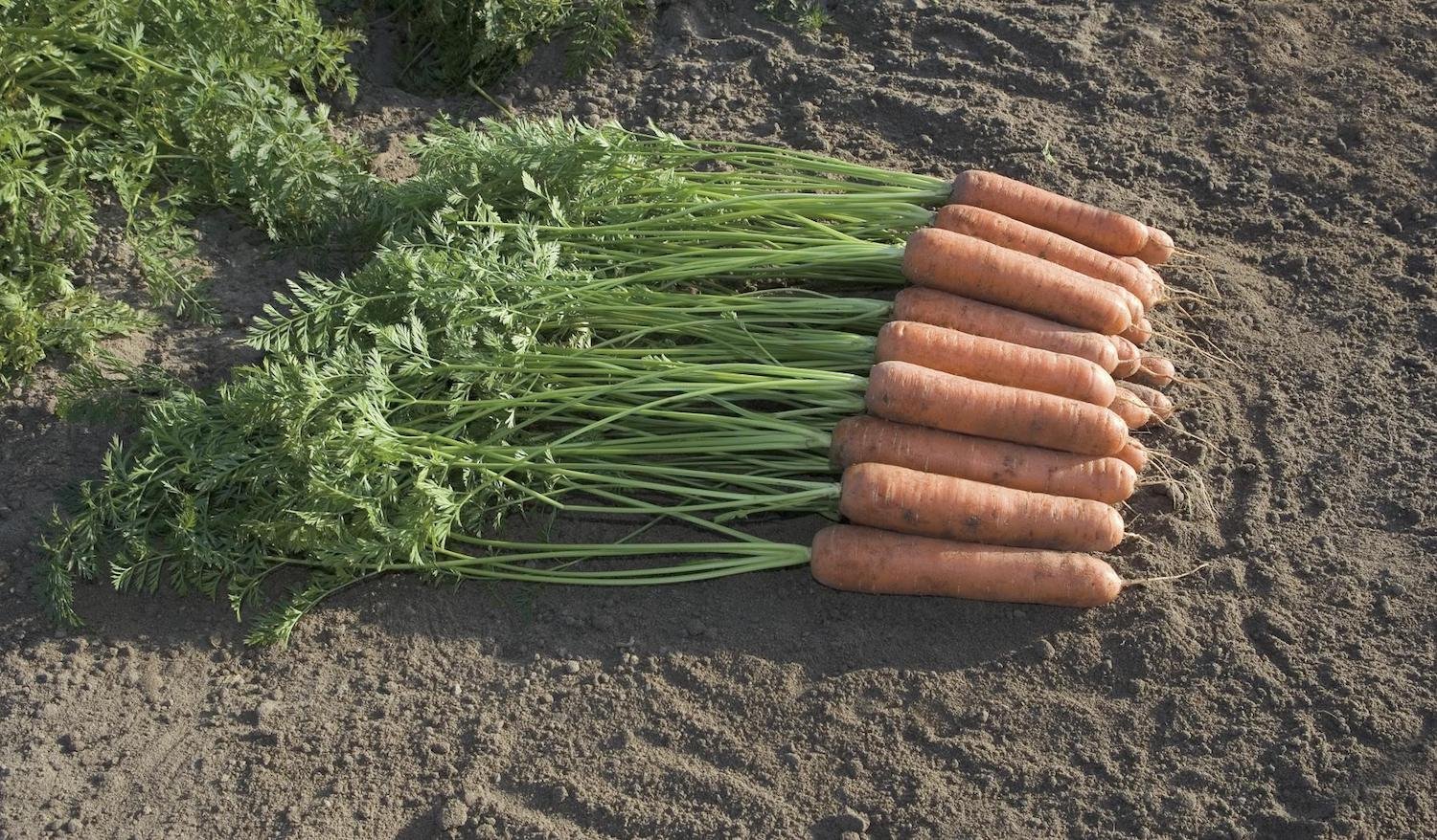 Carrot Miami F1