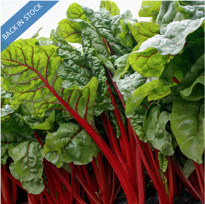 Vegetables — Shop all — Organic Seeds Australia