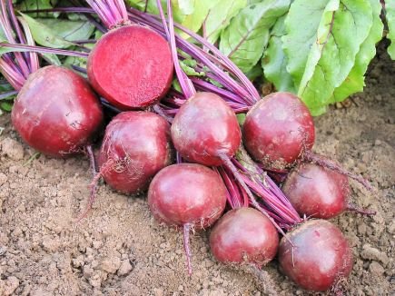 Organic Beetroot Robuschka Seed