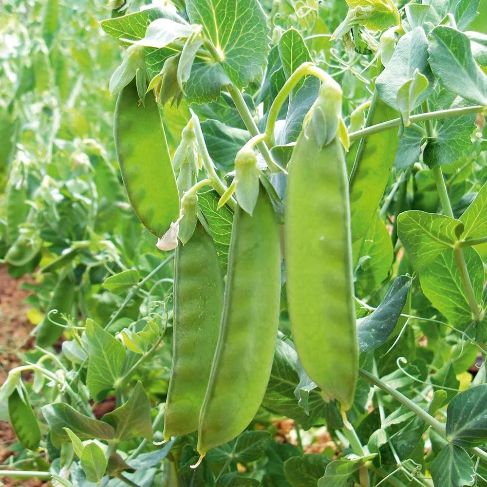 Snow Pea Oregon Giant