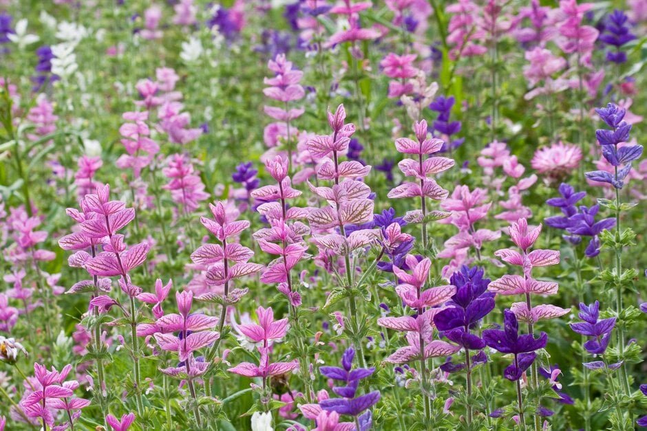 Painted Sage Tricolour Mix.jpeg