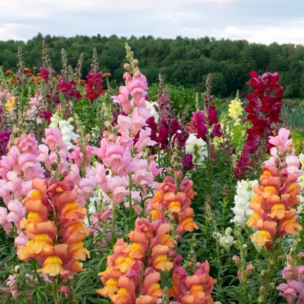 SNAPDRAGON.jpeg