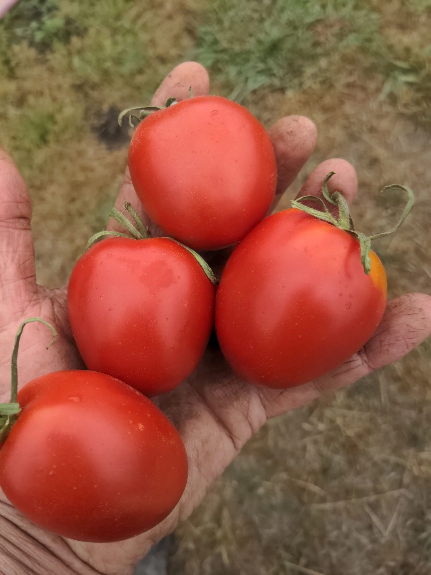 Tomato Quadro