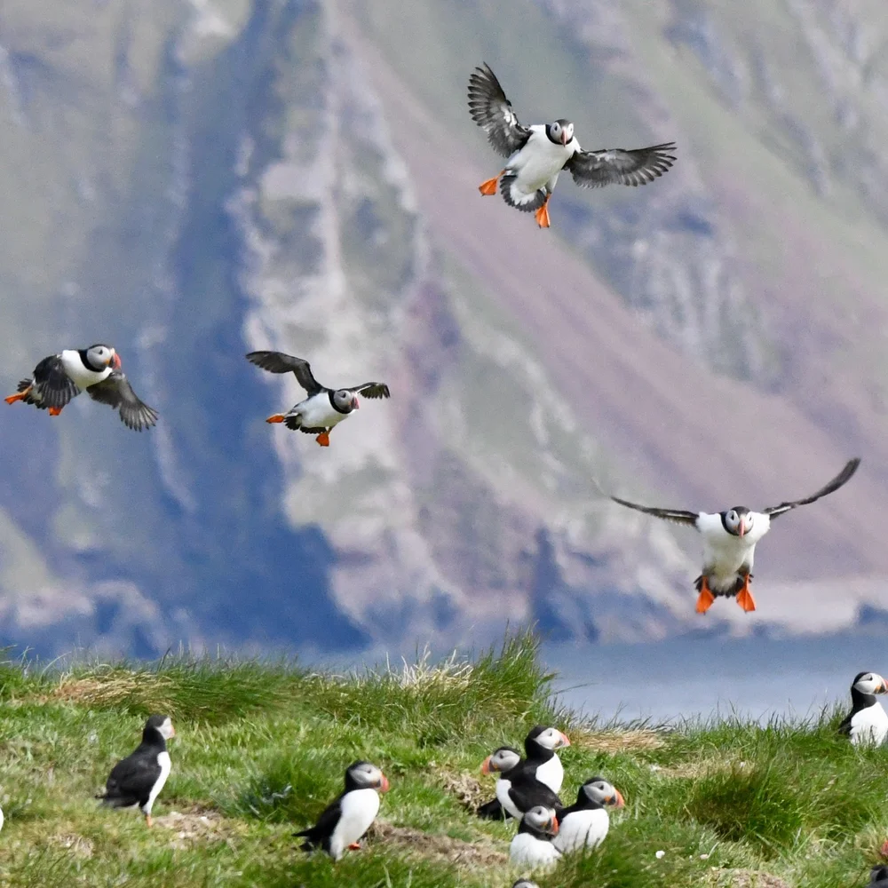 ISHY - 5 of 62 - Isebail MacKinnon.jpeg