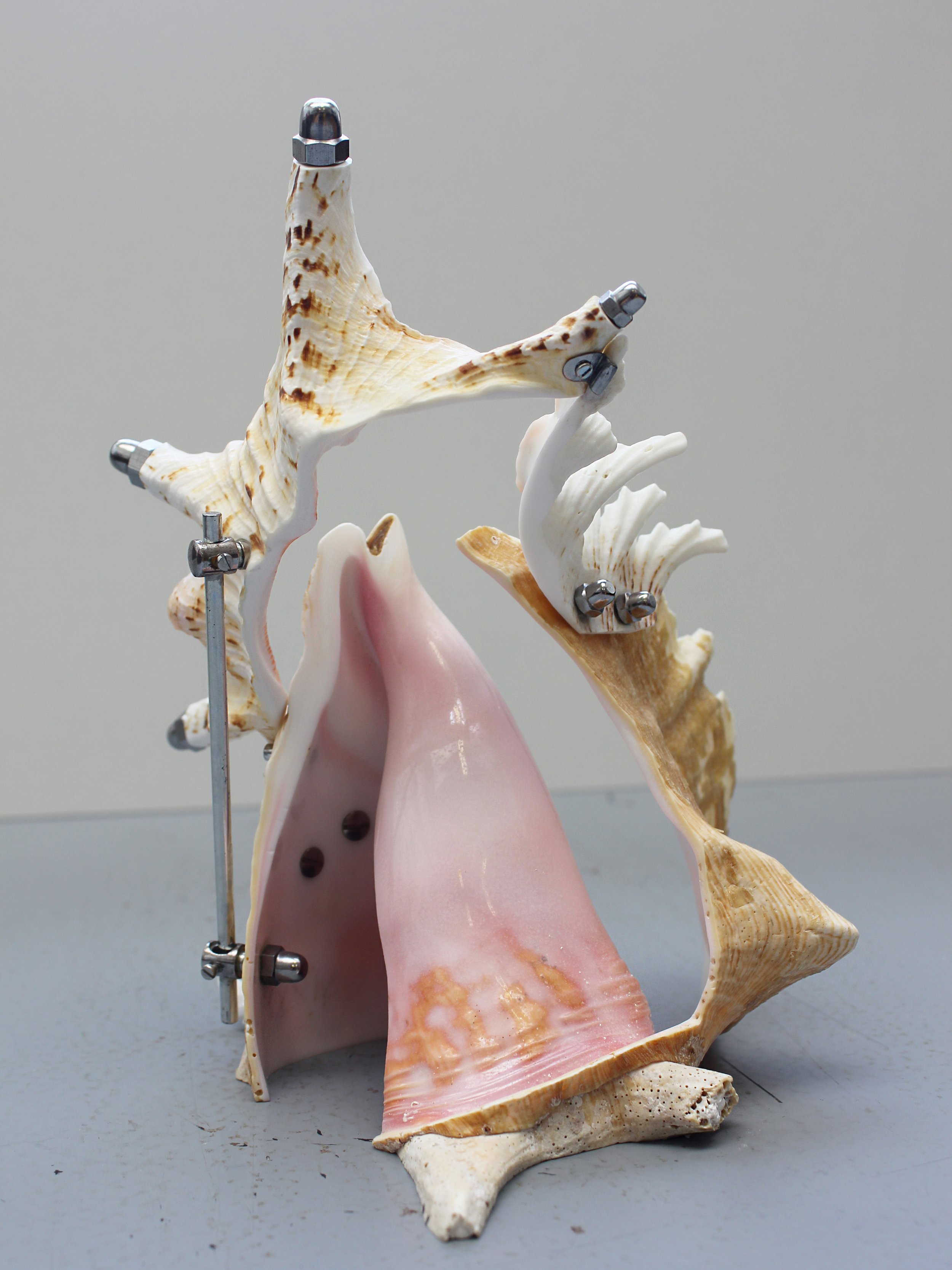 Neogastropoda2_2.jpg