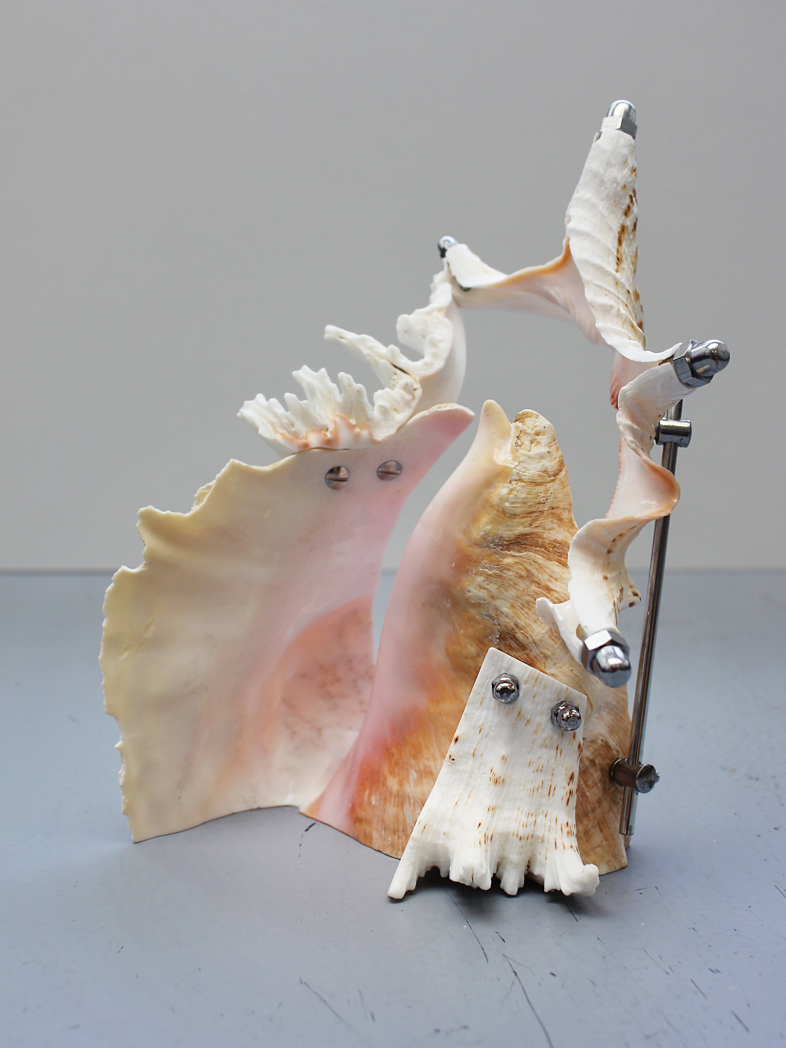 Neogastropoda2_1.jpg