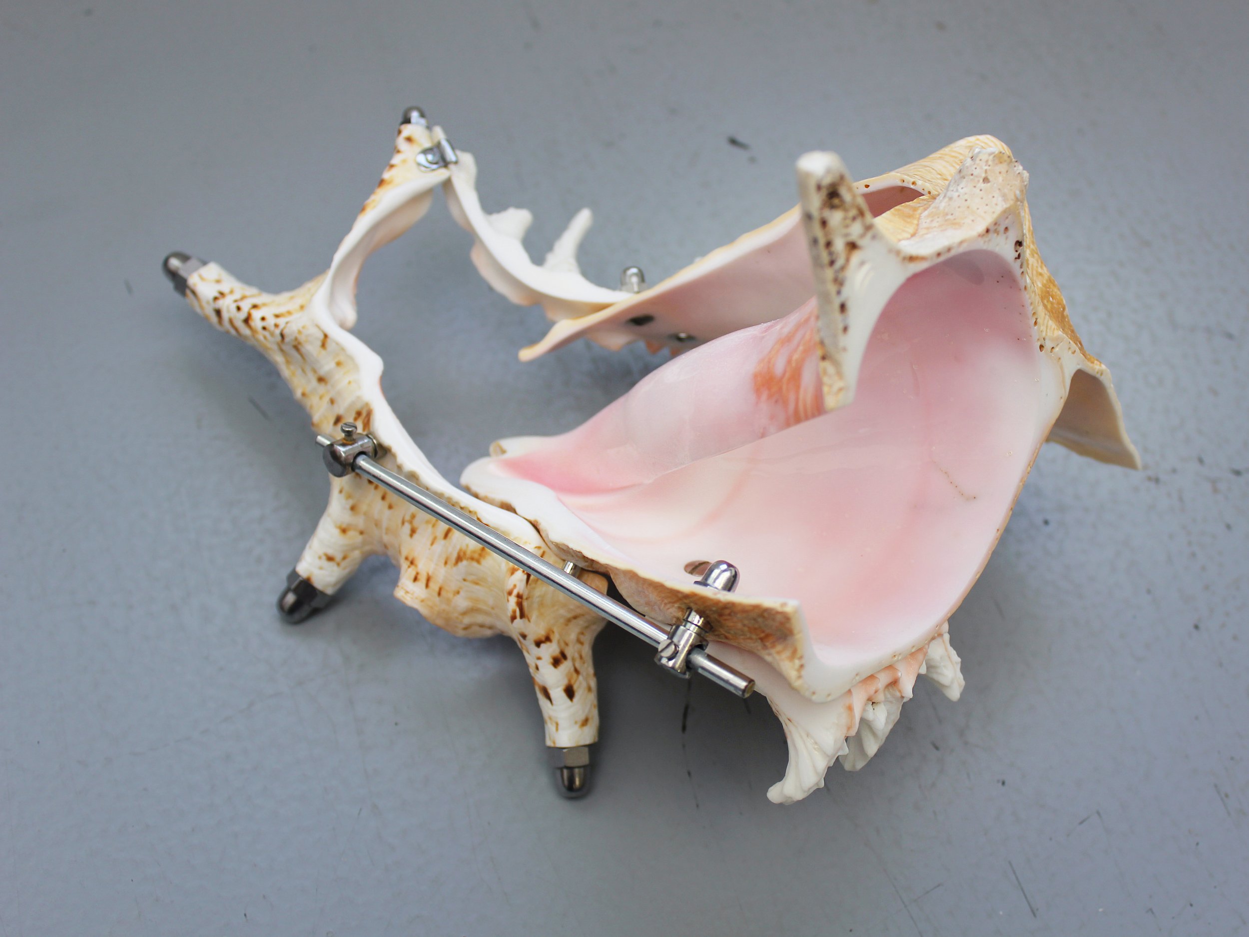Neogastropoda2-3.jpg
