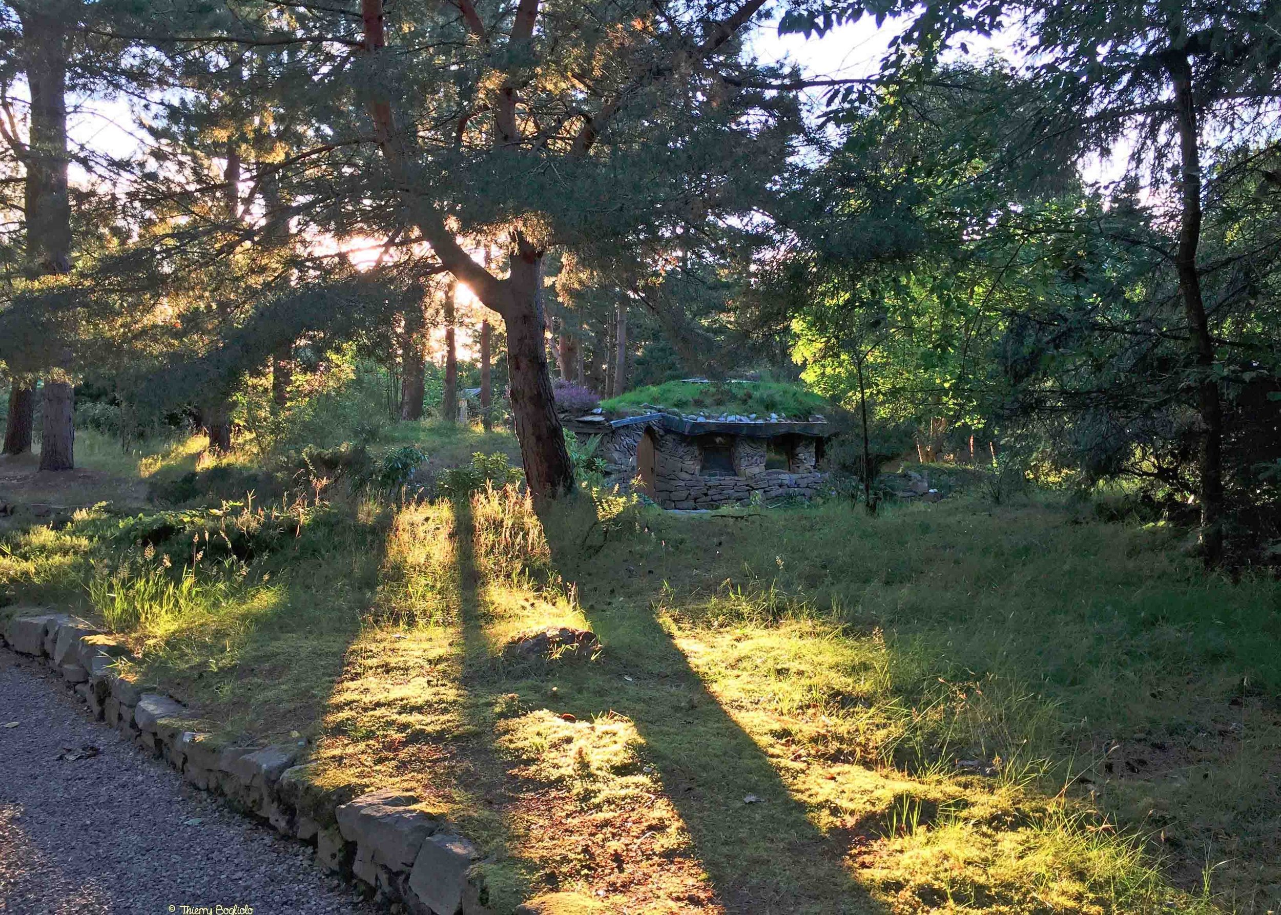 Findhorn Woodland.jpeg