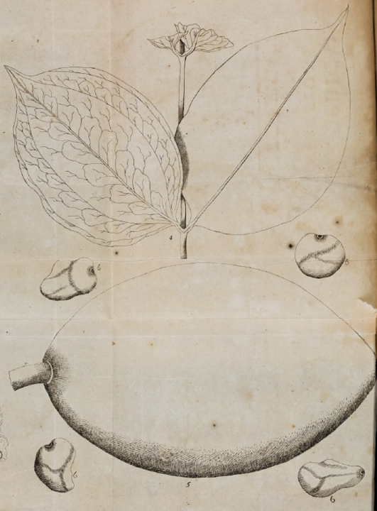 Workshop: Drugs on the Move: Making Cross-Cultural Knowledge in Southeast Asia, c.1650–1750