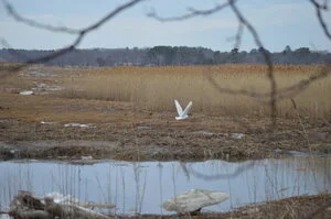 first outing with the new camera!