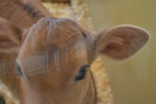 Breakfast Buffets (The Story of a Weekend Away)