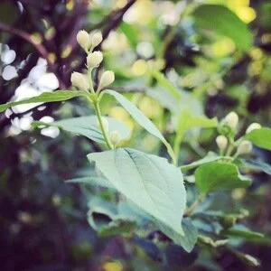 Flower Time/New Camera