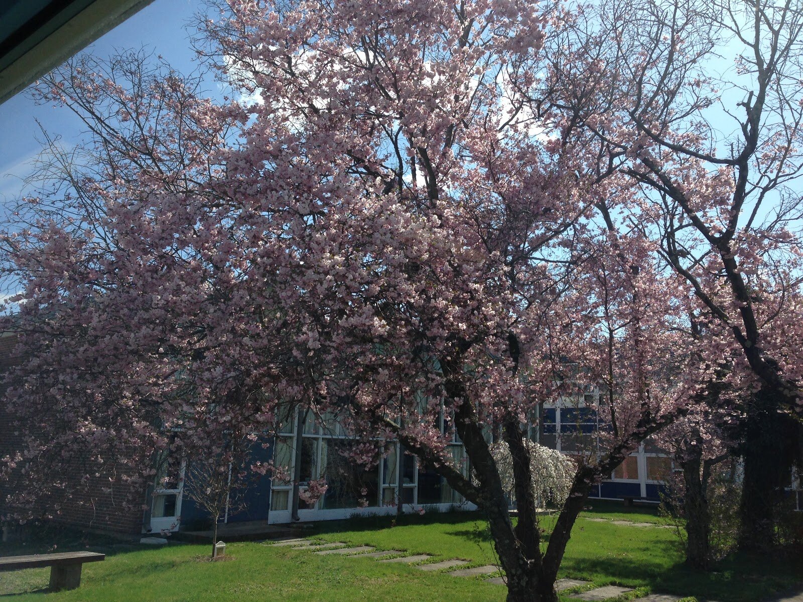 Pretty Trees in Bloom