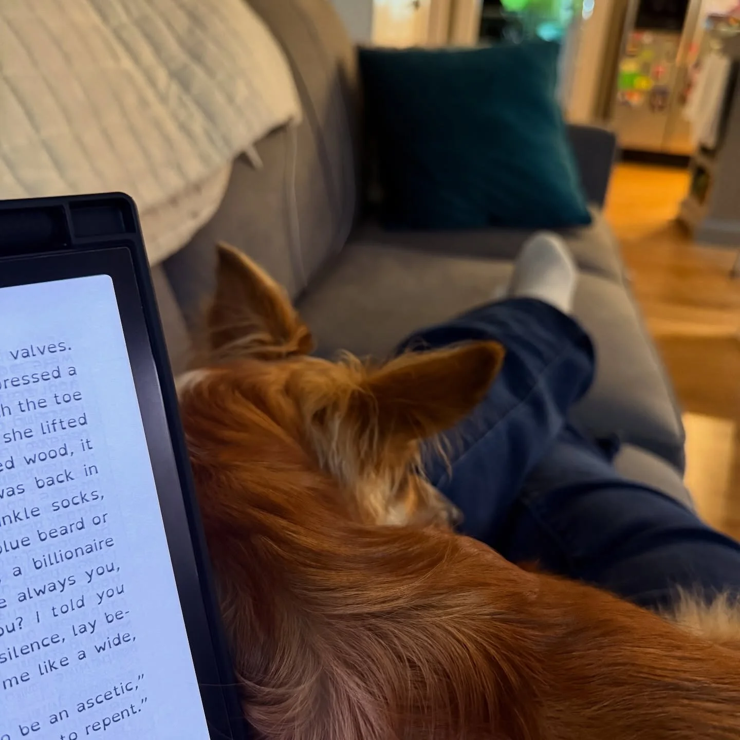 Rainy day reading buddy. π§οΈ 
π How to Be Eaten by Maria Adelmann
π Little Sir Francis Bacon (aka Frankie)
#readallthebooks #omneslibroslegimus #wereadallthebooks #books #booklovers #read #readers #bookclub #bookclubs #shelfindulgence #shelfindulg