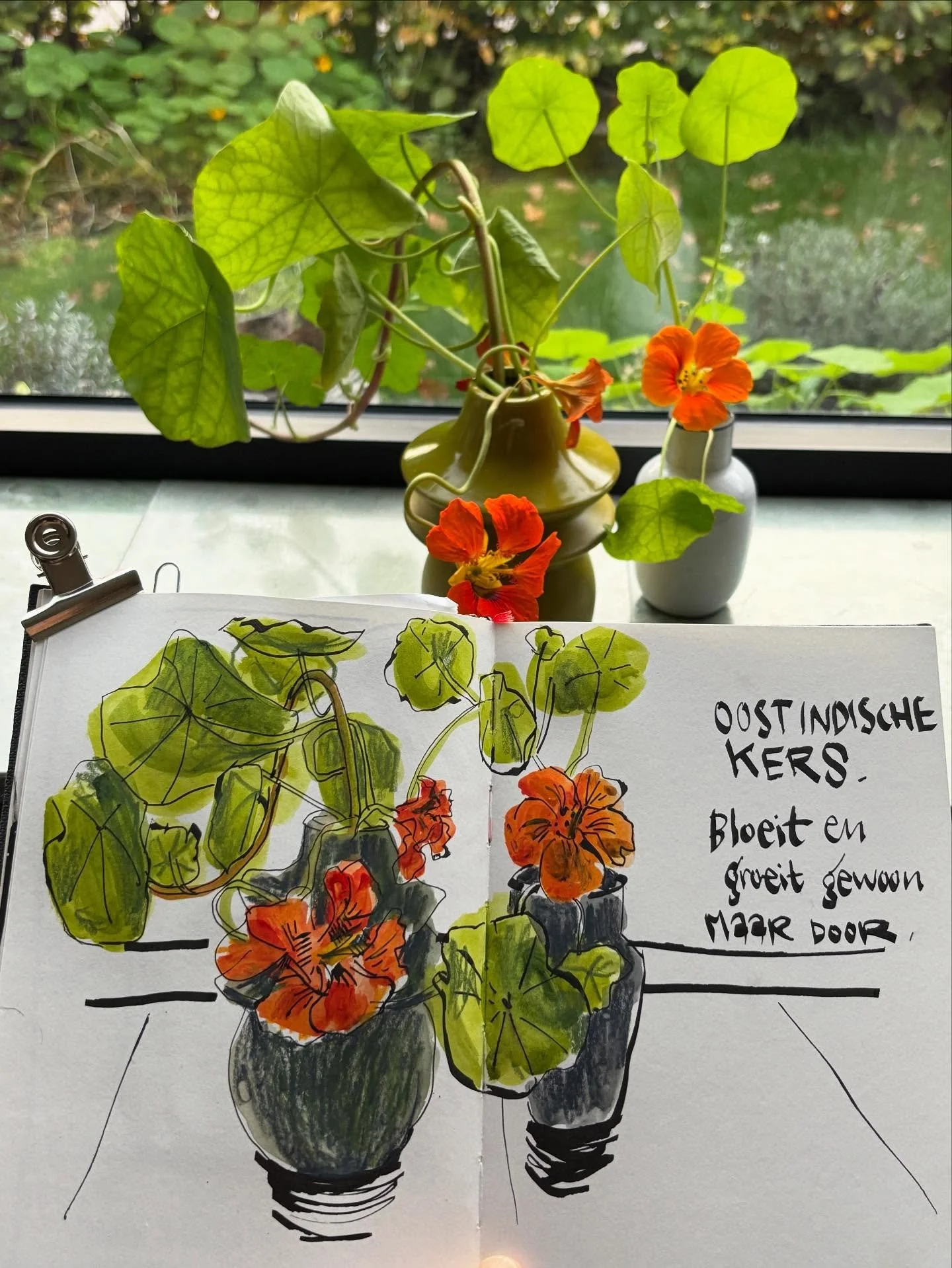 Even though it&rsquo;s November, it hasn&rsquo;t been really cold. And there are still flowers blooming in the backyard and the front yard. Like Cosmea, what a beautiful trooper! 
And I am a big fan of Monk&rsquo;s cress. It just keeps on growing, an