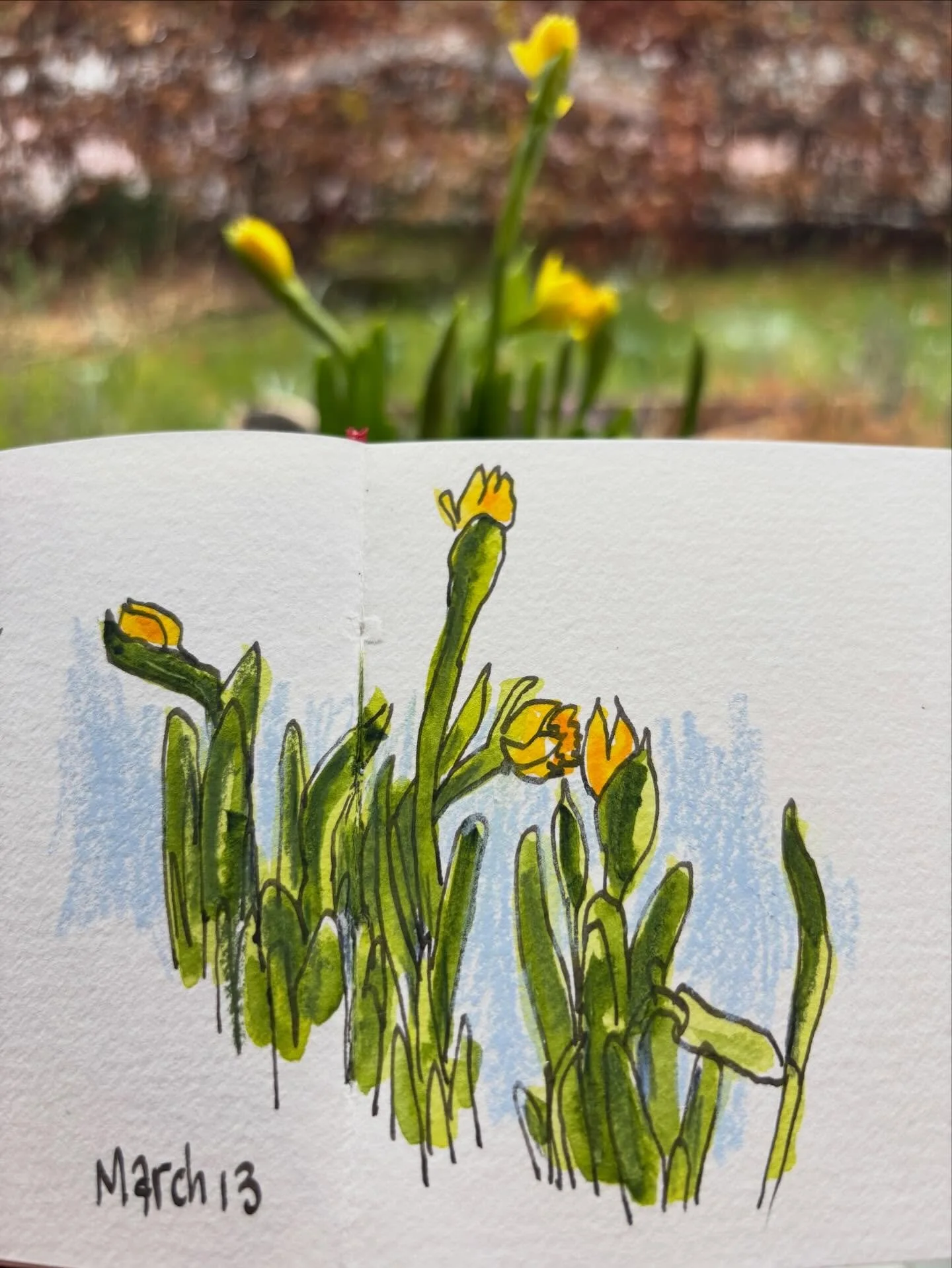 A bit of sunshine on a rainy day. 

Materials used:
-Hahnem&uuml;hle watercolor sketchbook, size A6
-Lamy Joy calligraphy, filled with grey SketchInk
-Daniel Smith watercolors 
-Pentel Aquash waterbrush
-Caran d&rsquo;Ache Luminance colored pencils
-