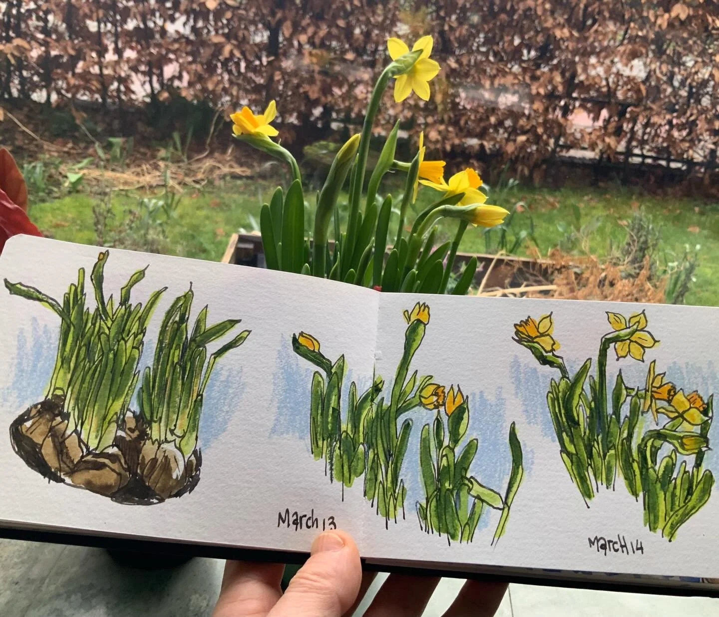 The story, continued.
Everything is interesting when you draw it. 
Life is better when you draw (it).

Materials used:
-Hahnem&uuml;hle watercolor sketchbook, size A6
-Lamy Joy calligraphy fountain pen, loaded with grey SketchInk
-Daniel Smith waterc