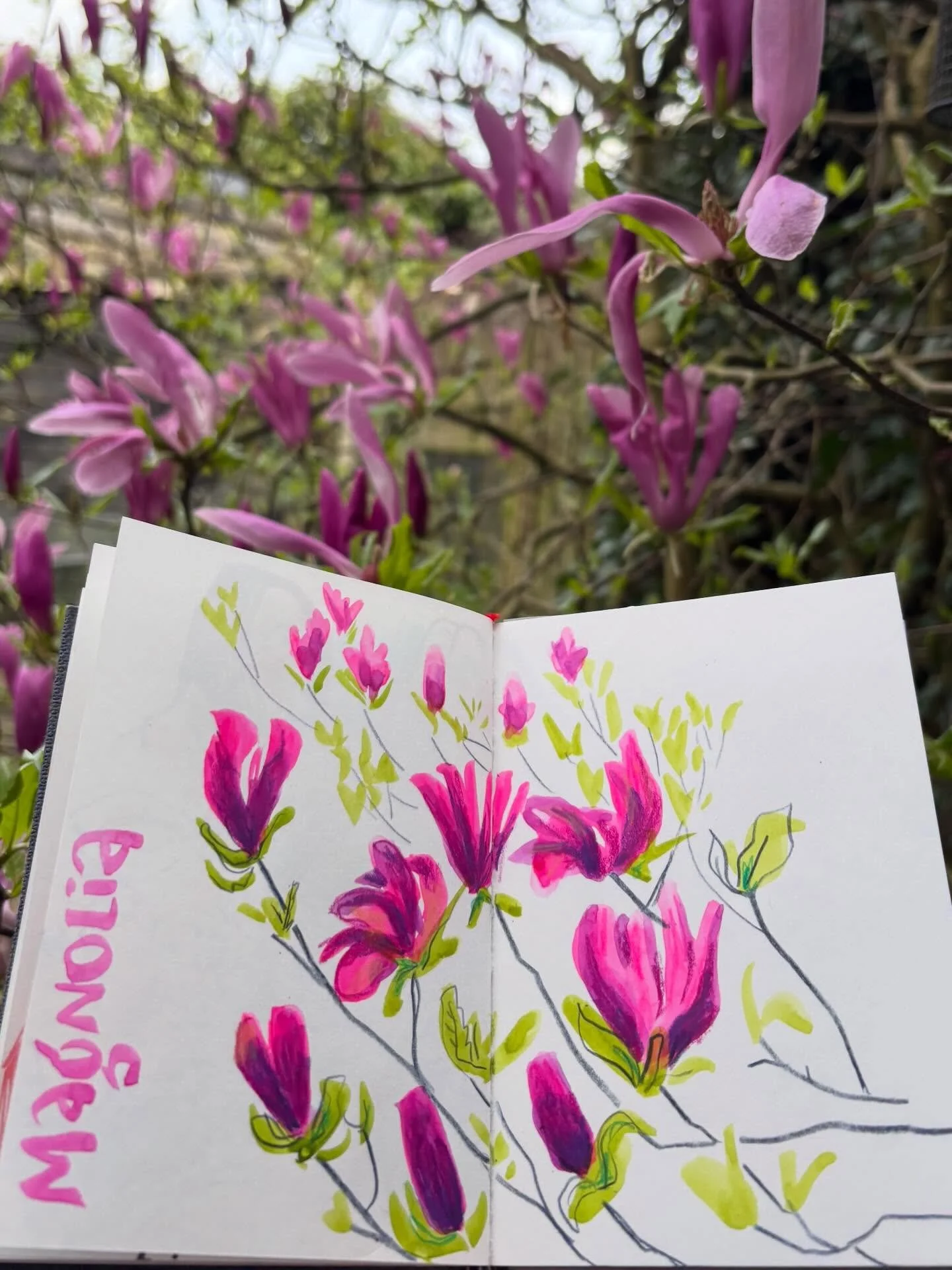 Finally I took the time to do my yearly Magnolia Drawing. Since moving here 3.5 years ago, it seems to have become tradition to capture the flowering in my sketchbook each spring. 

This time I used Opera Pink watercolor (Schmincke), because I couldn