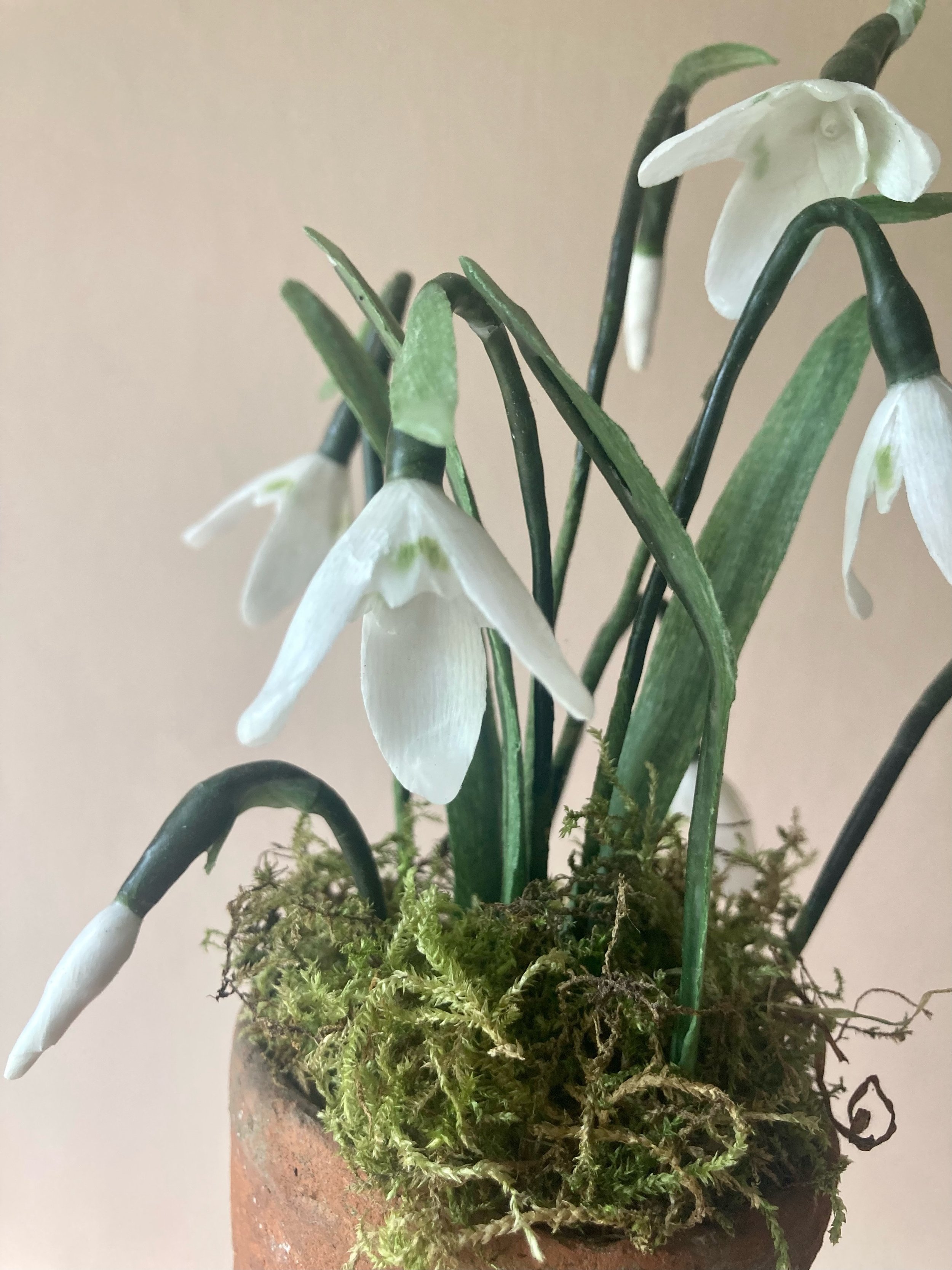 snowdrops.jpeg