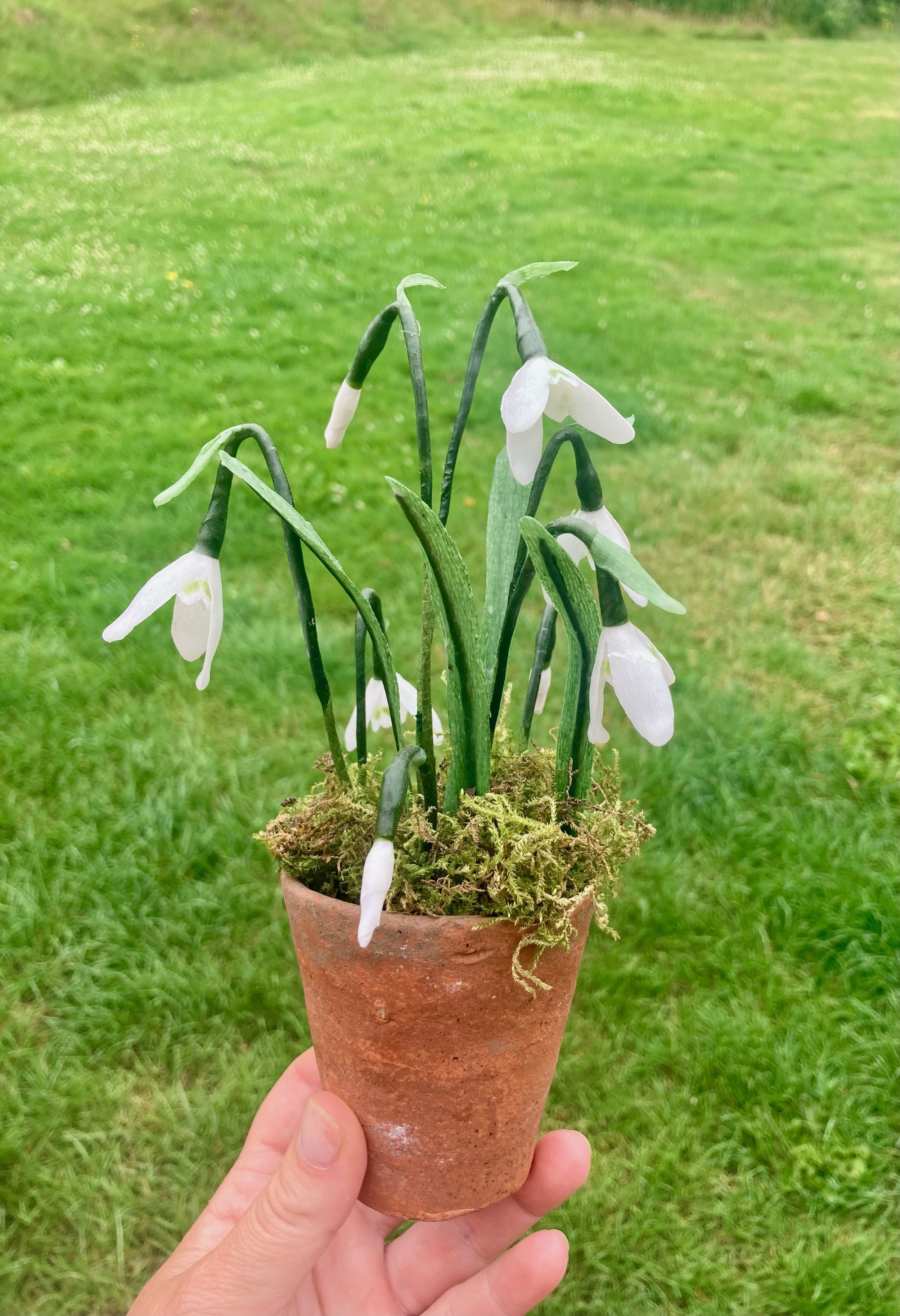 snowdrops4.jpeg