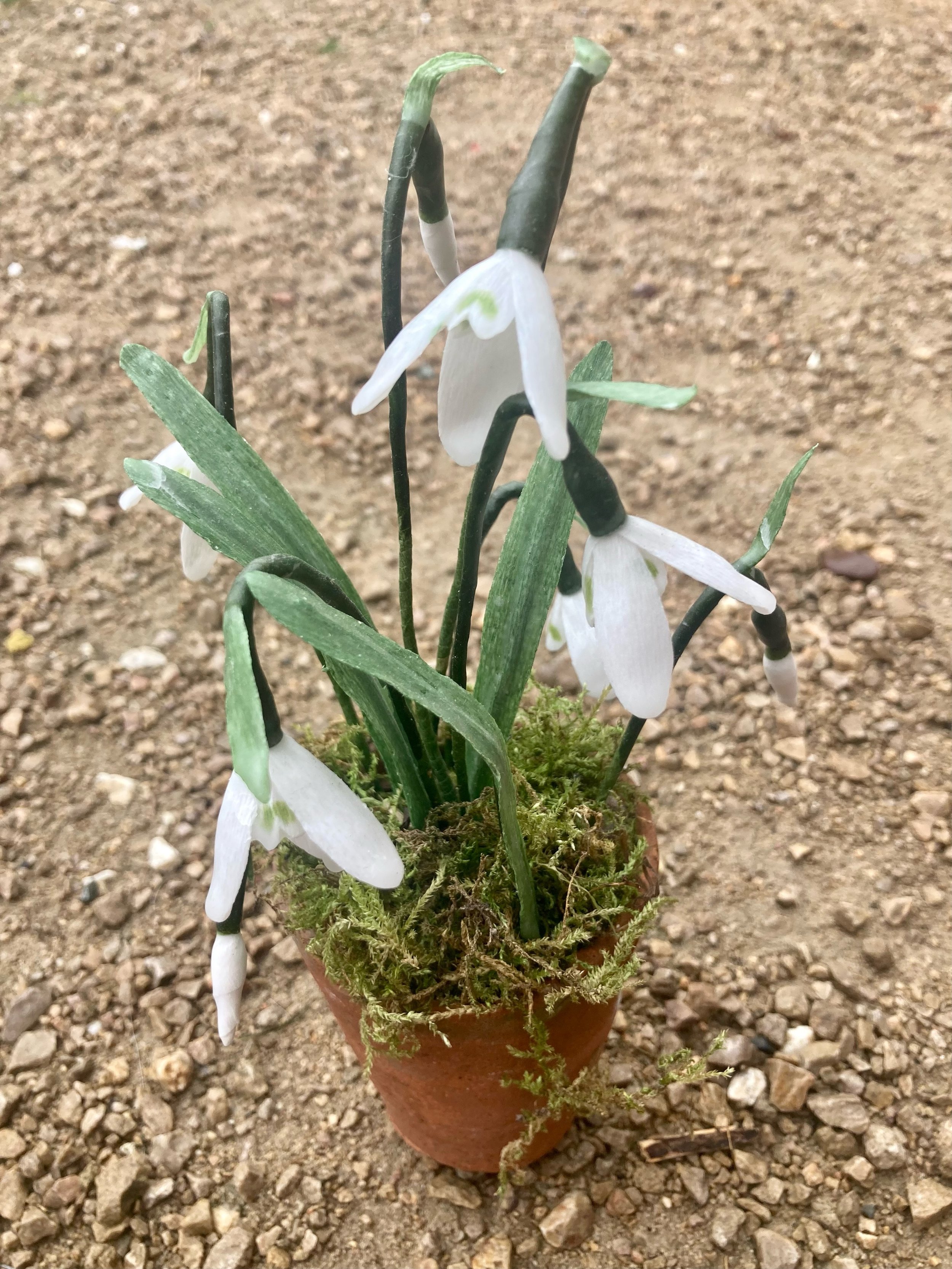 snowdrops3.jpeg