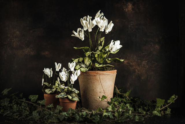 Paper miniature Cyclamen with Charlotte Hepworth 25th February 2027