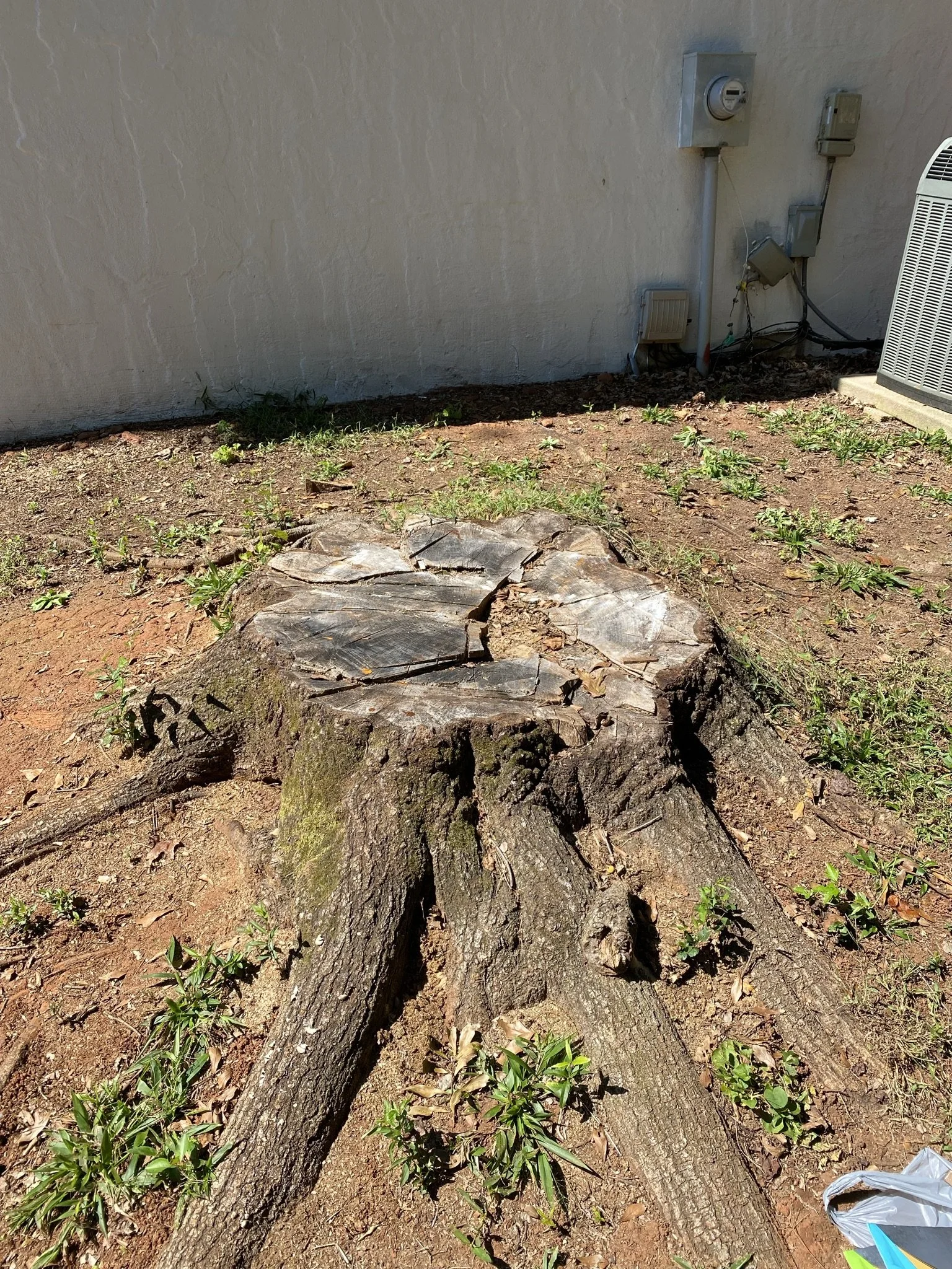 Remove the stump? Hmm...maybe I have a better idea!