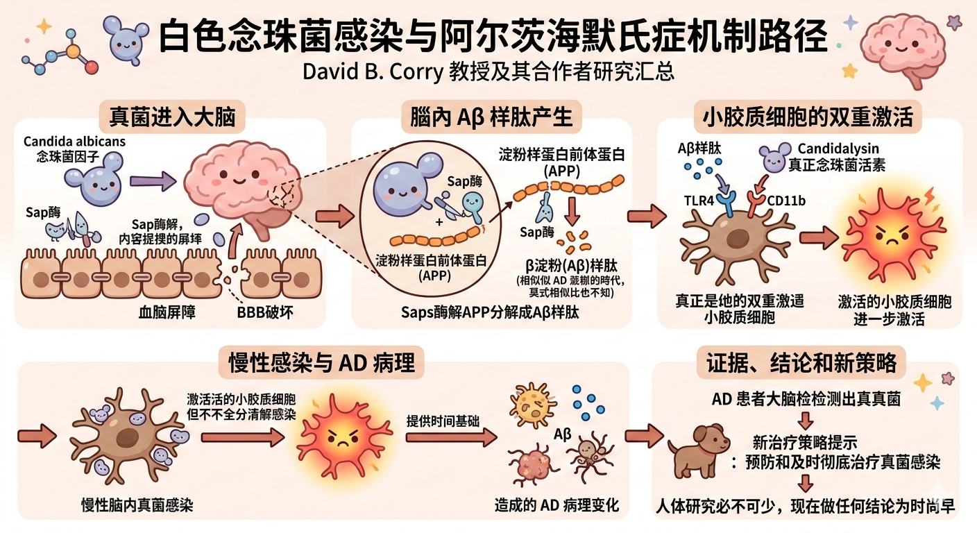 白色念珠菌感染增加阿尔茨海默氏症机会？