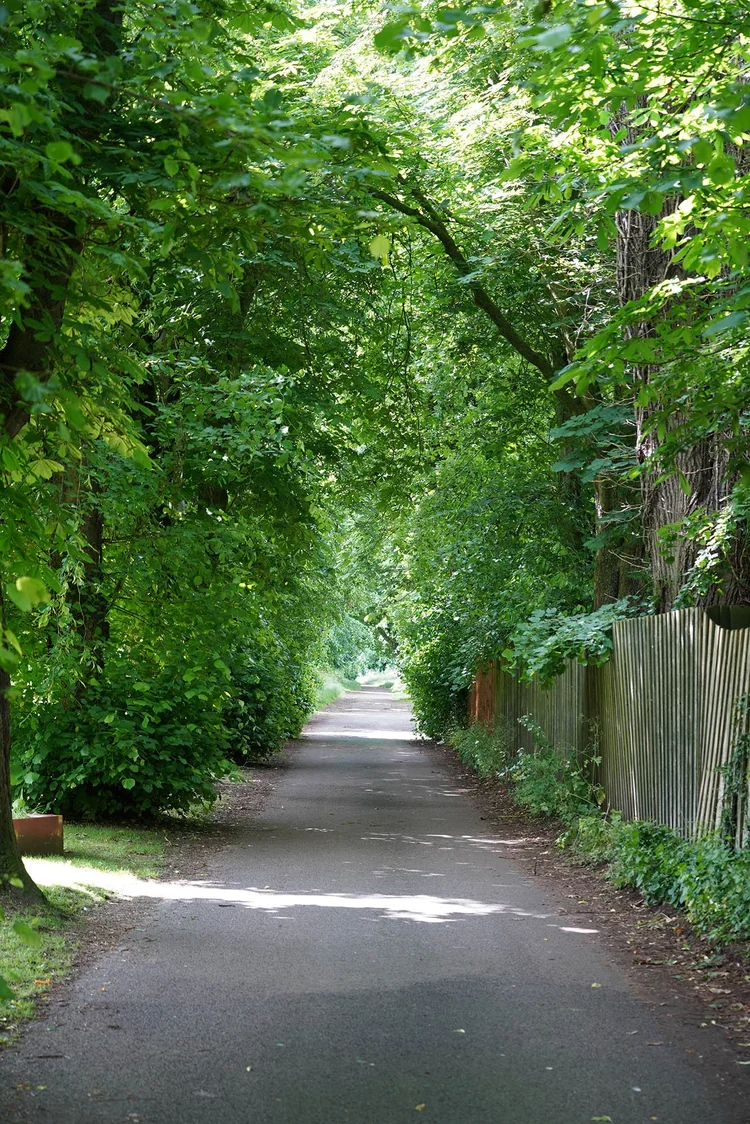 Kedington — Walking in the Wild