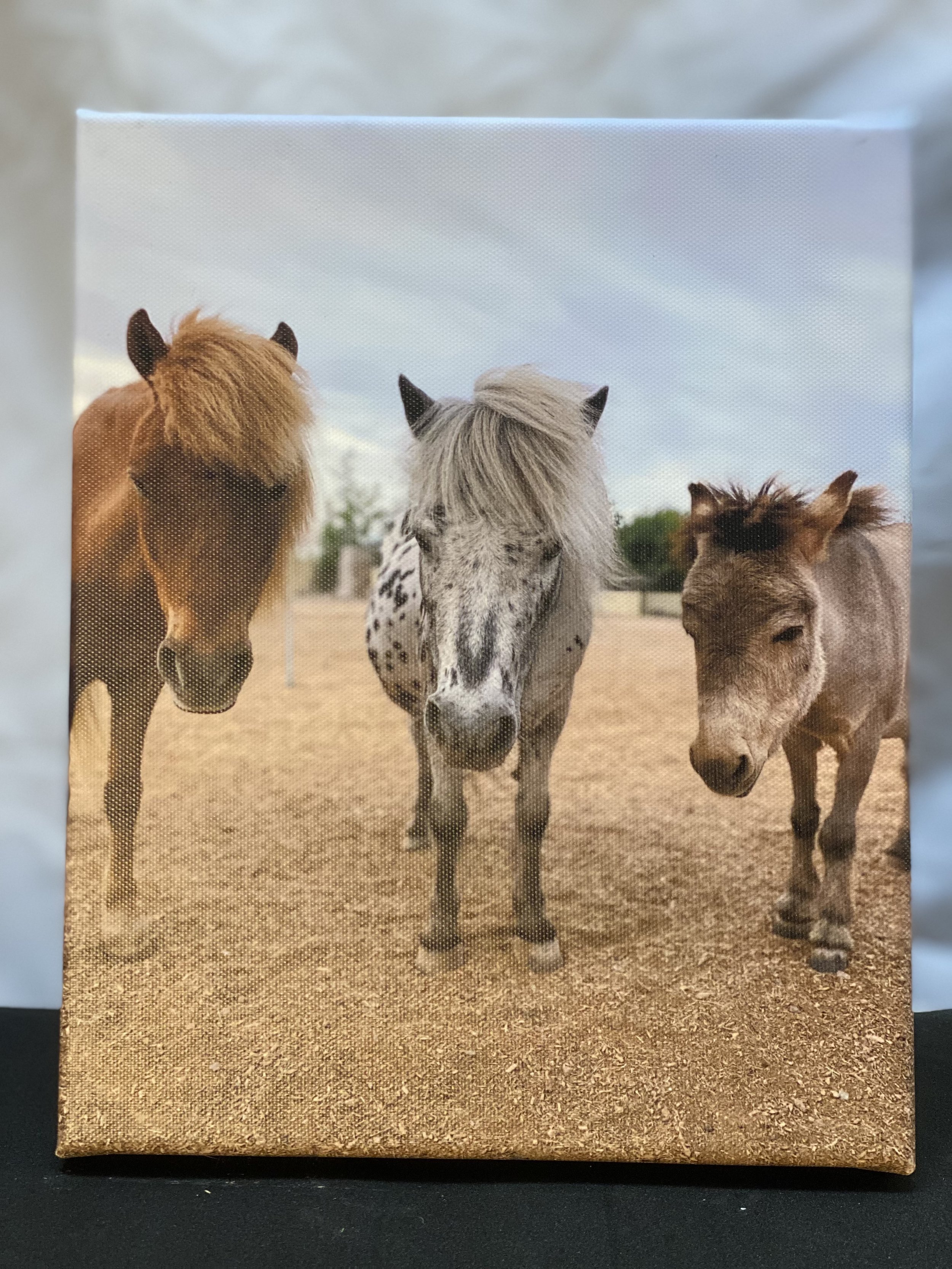 Snickers, Black Galaxy and Roxy