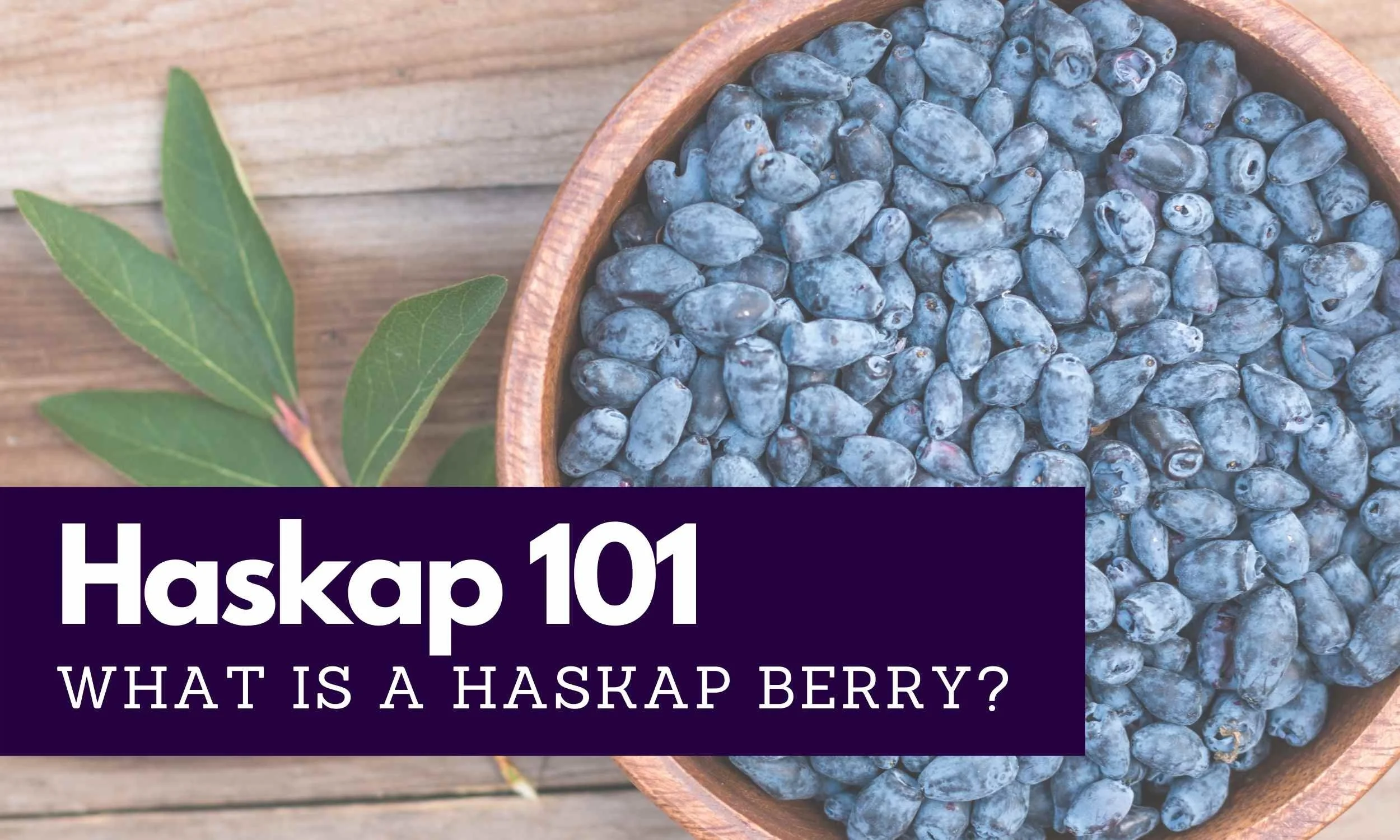 Haskap Location borealis-haskap-plants