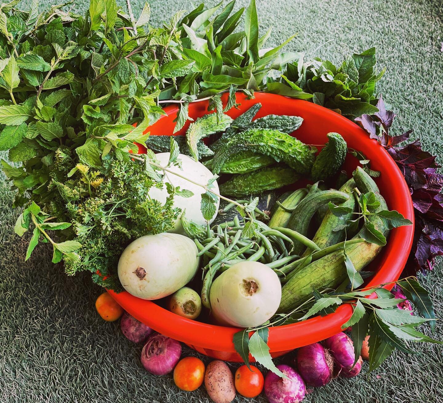 I am genuinely excited the day I get my weekly supply of organic veggies - this bunch of freshness is from @khetulife. @khetulife offers farm-share packages to people in Delhi-NCR. So after paying a fixed quarterly amount, you get a weeks supply of o