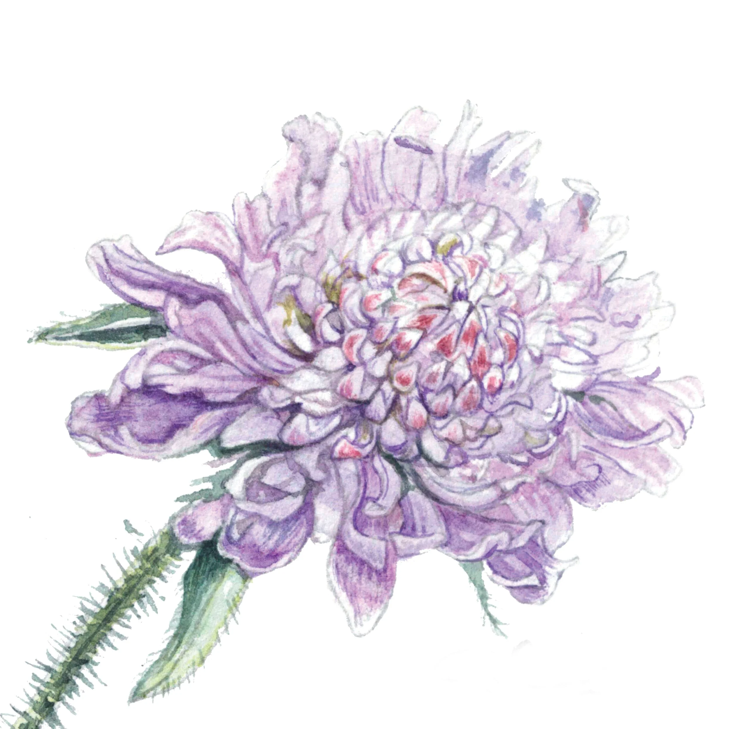 Scabiosa-Knautia.jpg