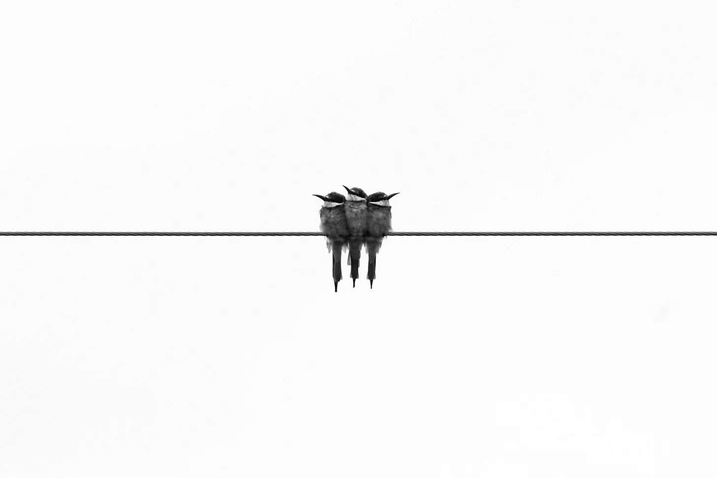 3 birds on a wire