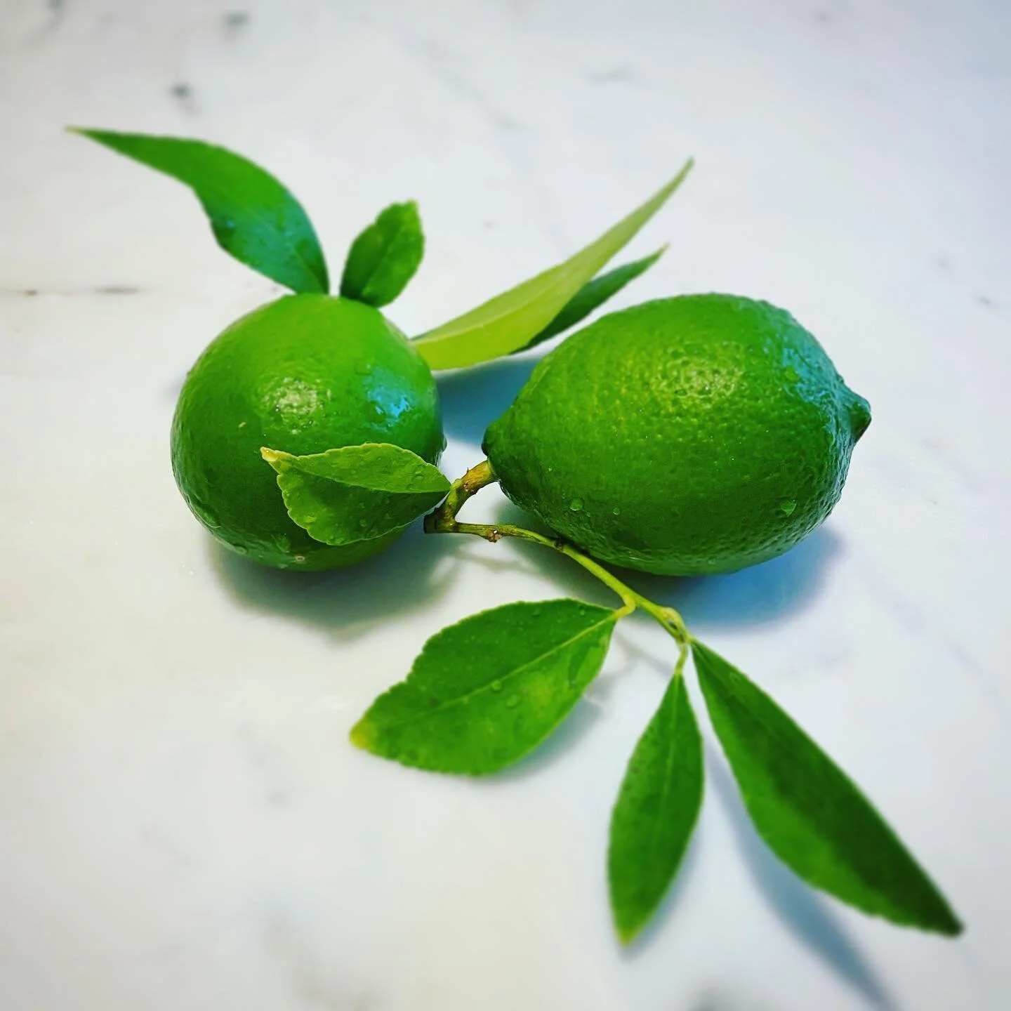 Limes! Anyone wanna make a margarita?!
