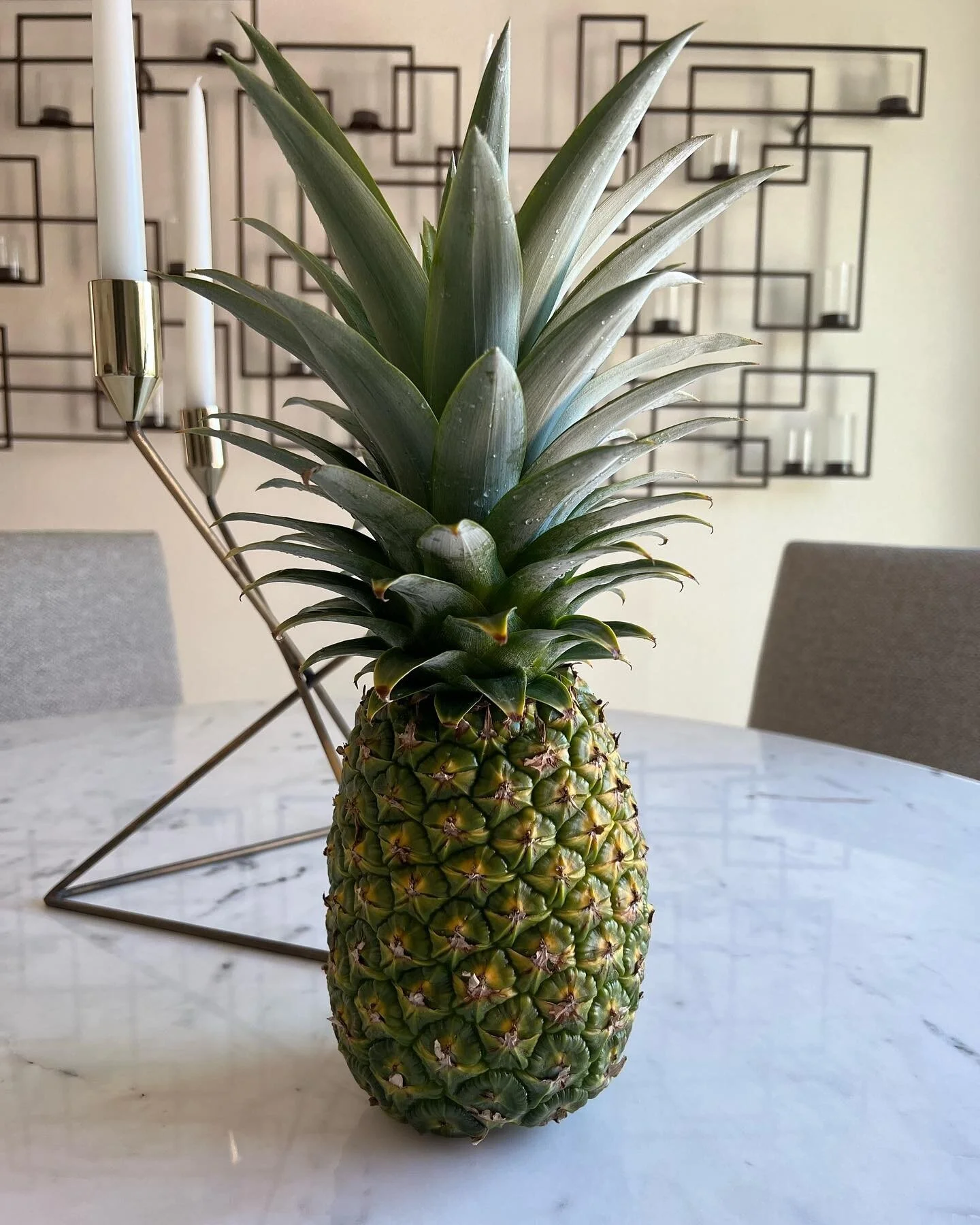 Third generation of the same pineapple. These take about 2 years to grow and have done very well, potted in the back yard! We&rsquo;ll let this ripen a few days upside down, and then it&rsquo;s pi&ntilde;a colada time! 🍍#pineapple #pi&ntilde;acolada