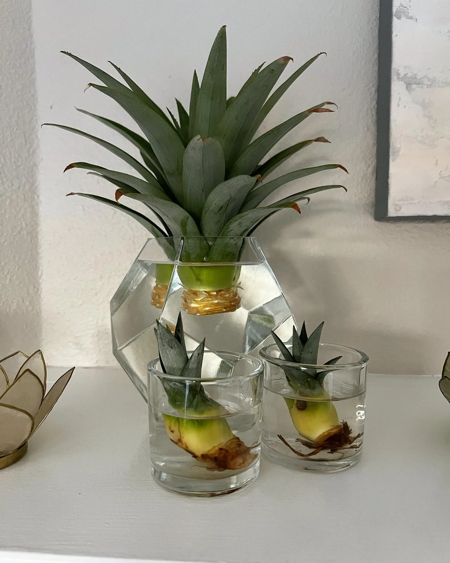 And here&rsquo;s how we start the next generation of pineapples. We decided to try and root some of the pups the mother plant shot off as well. Potentially could have 4 pi&ntilde;as growing at the same time!