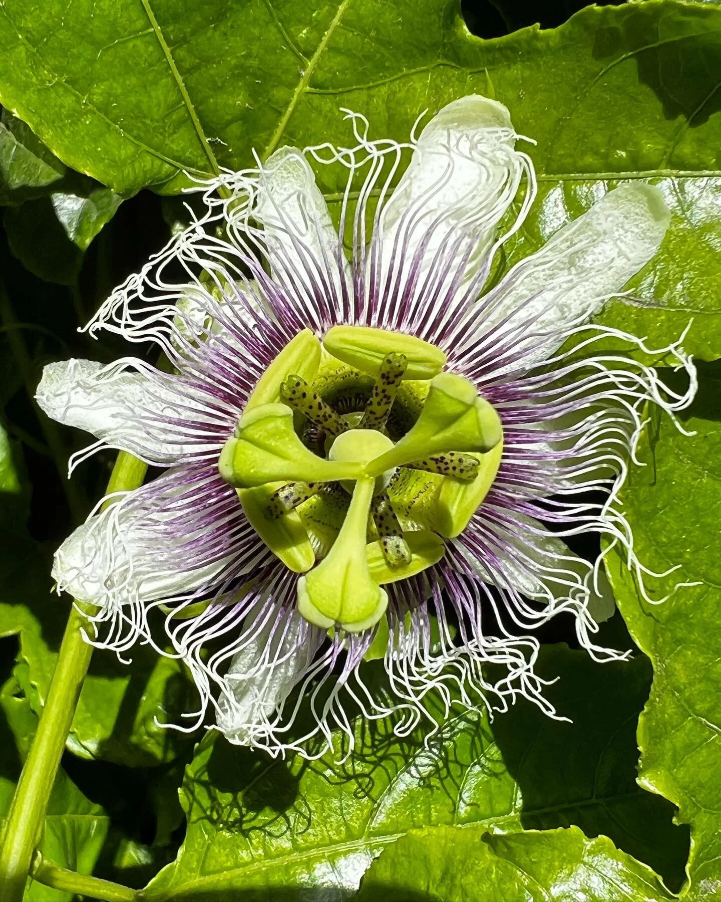 We always try to grow things we can eat! Passion fruit, Cecile M. Brunner roses and hibiscus. #roses #edibleflowers #gardening #garden #cooking #natural #passionfruit #hibiscus