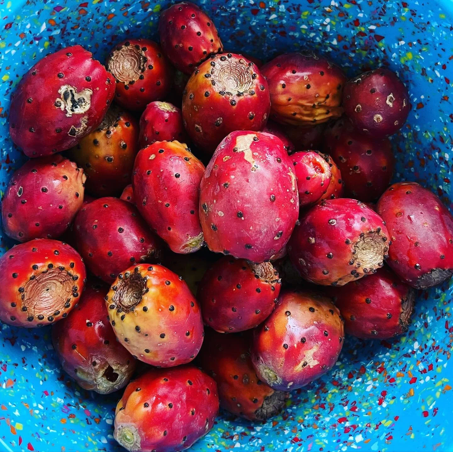 SoCal never ceases to amaze me with the bounty it can provide, even with minimal rain! Cactus pear lemonade coming up! #cactuspear #drinks #lemon 🍋🌵